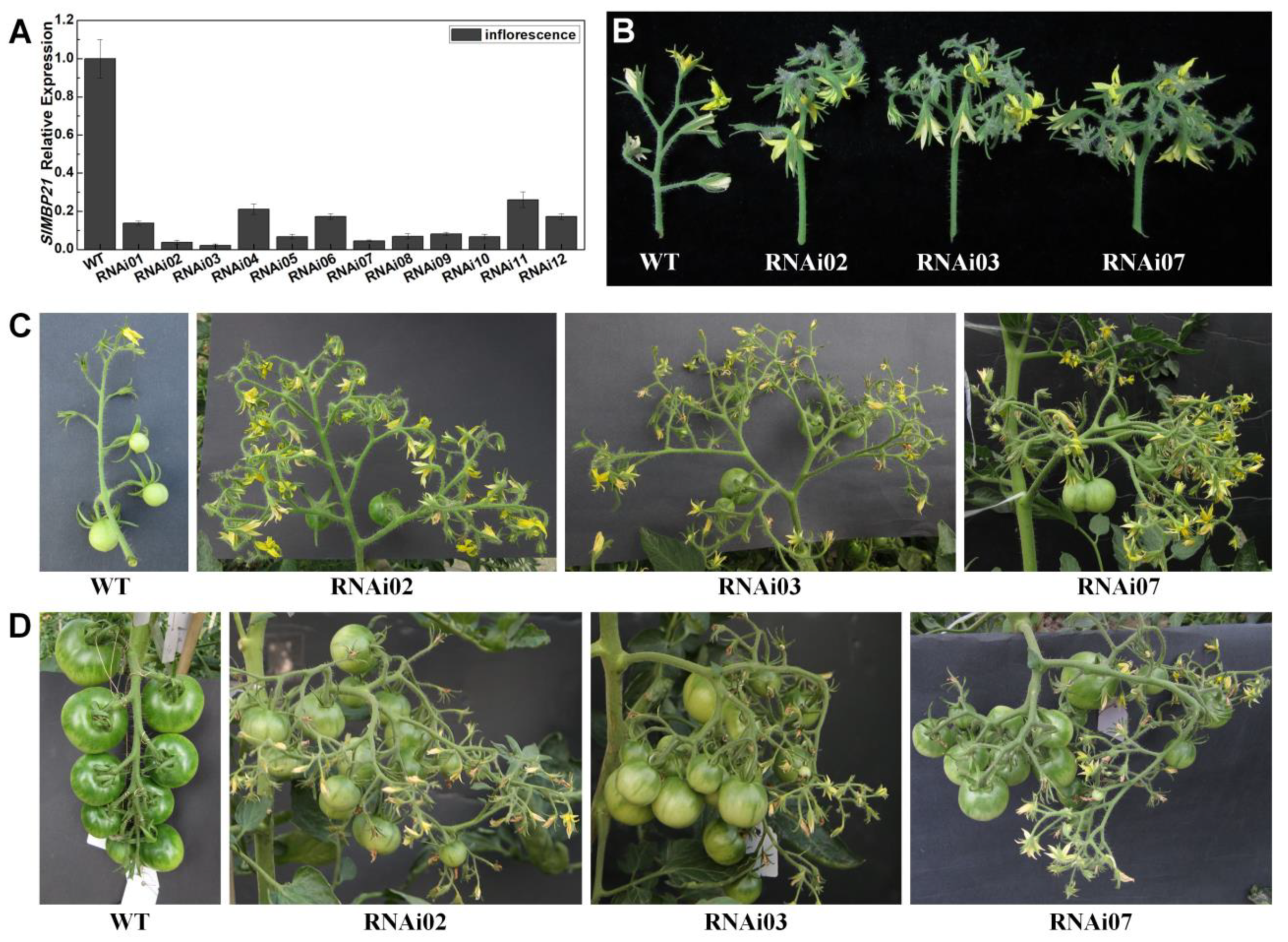 Plants 13 01421 g003