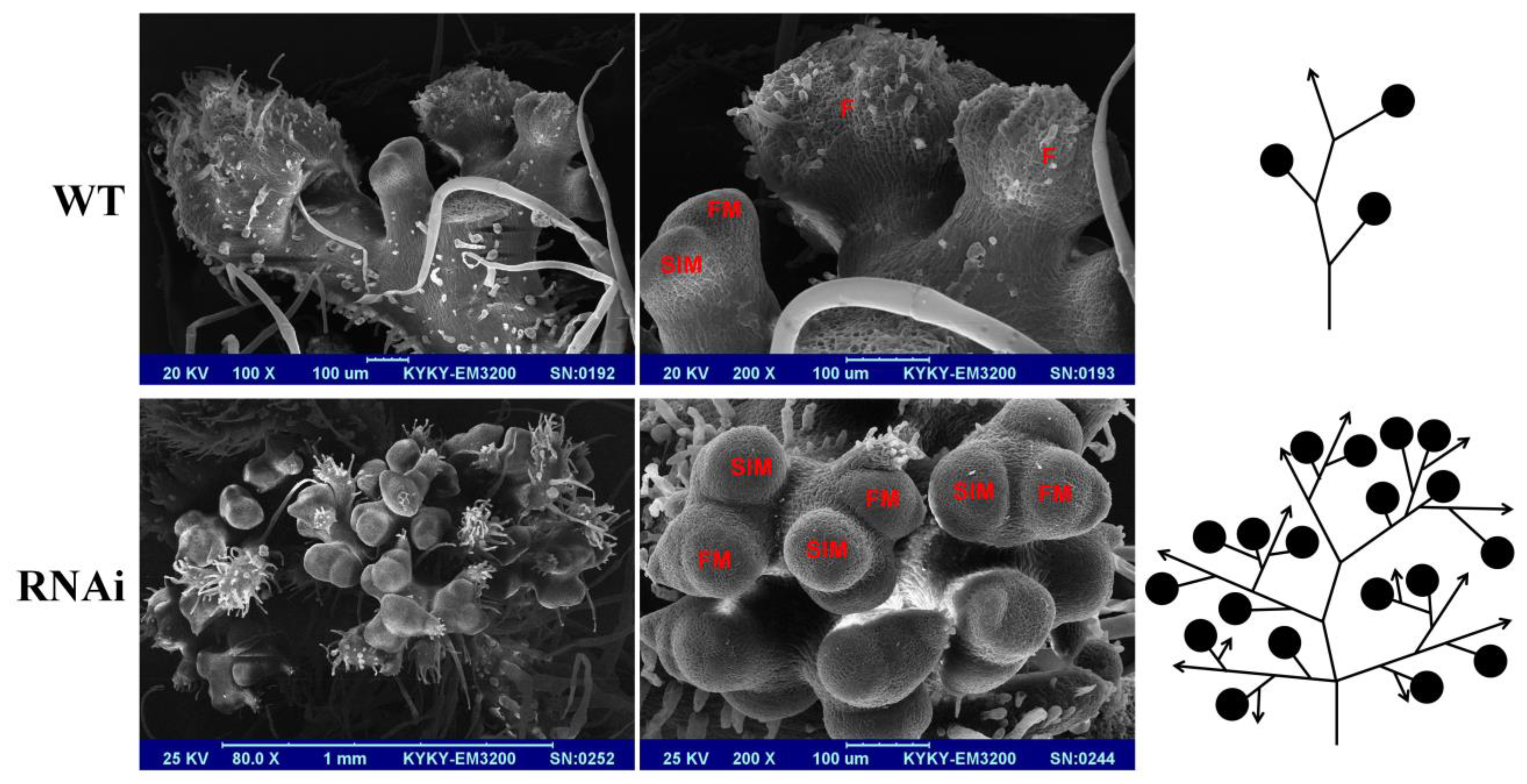 Plants 13 01421 g005