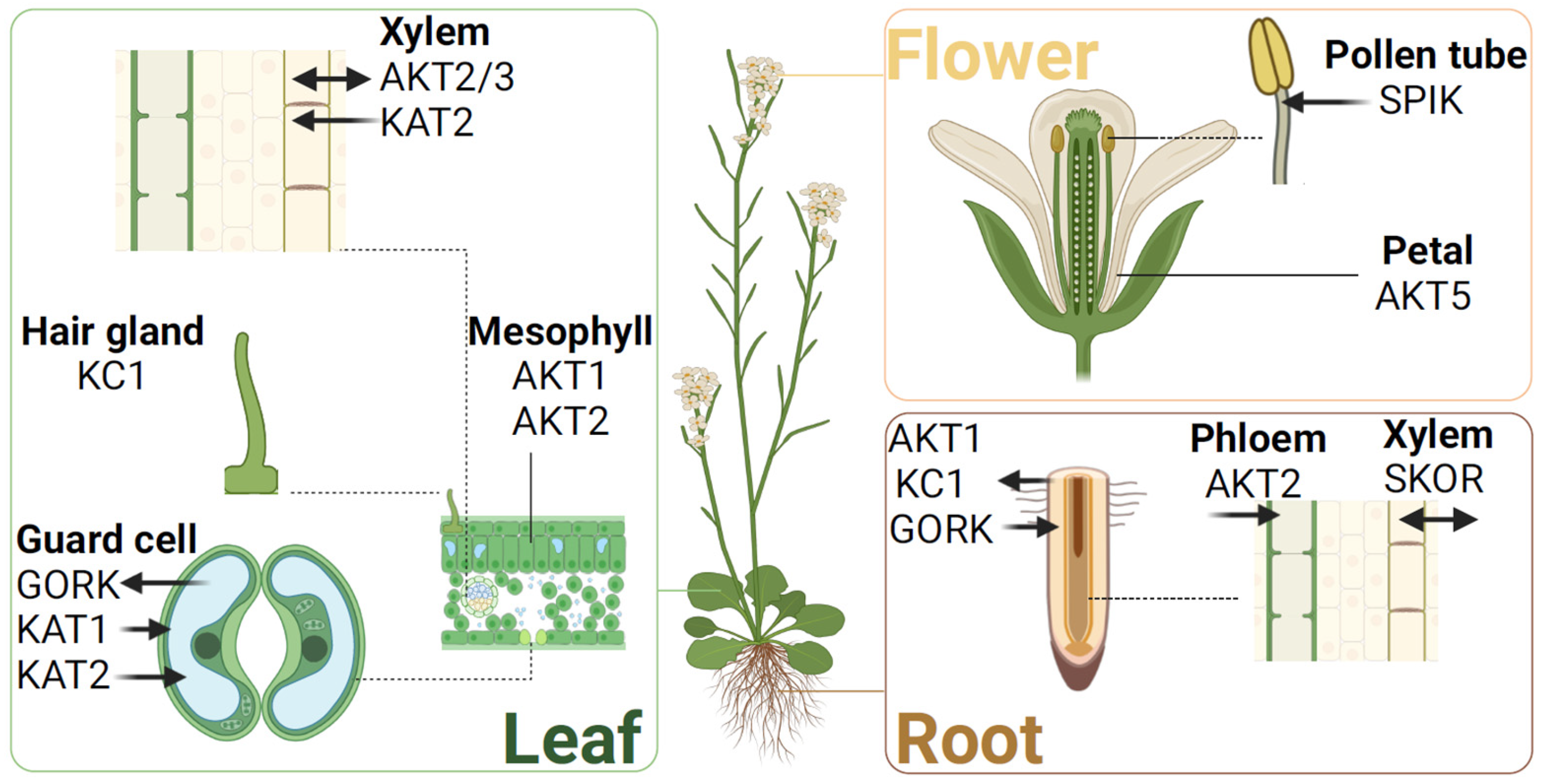 Plants 13 01423 g003 Plants 13 01423 g003