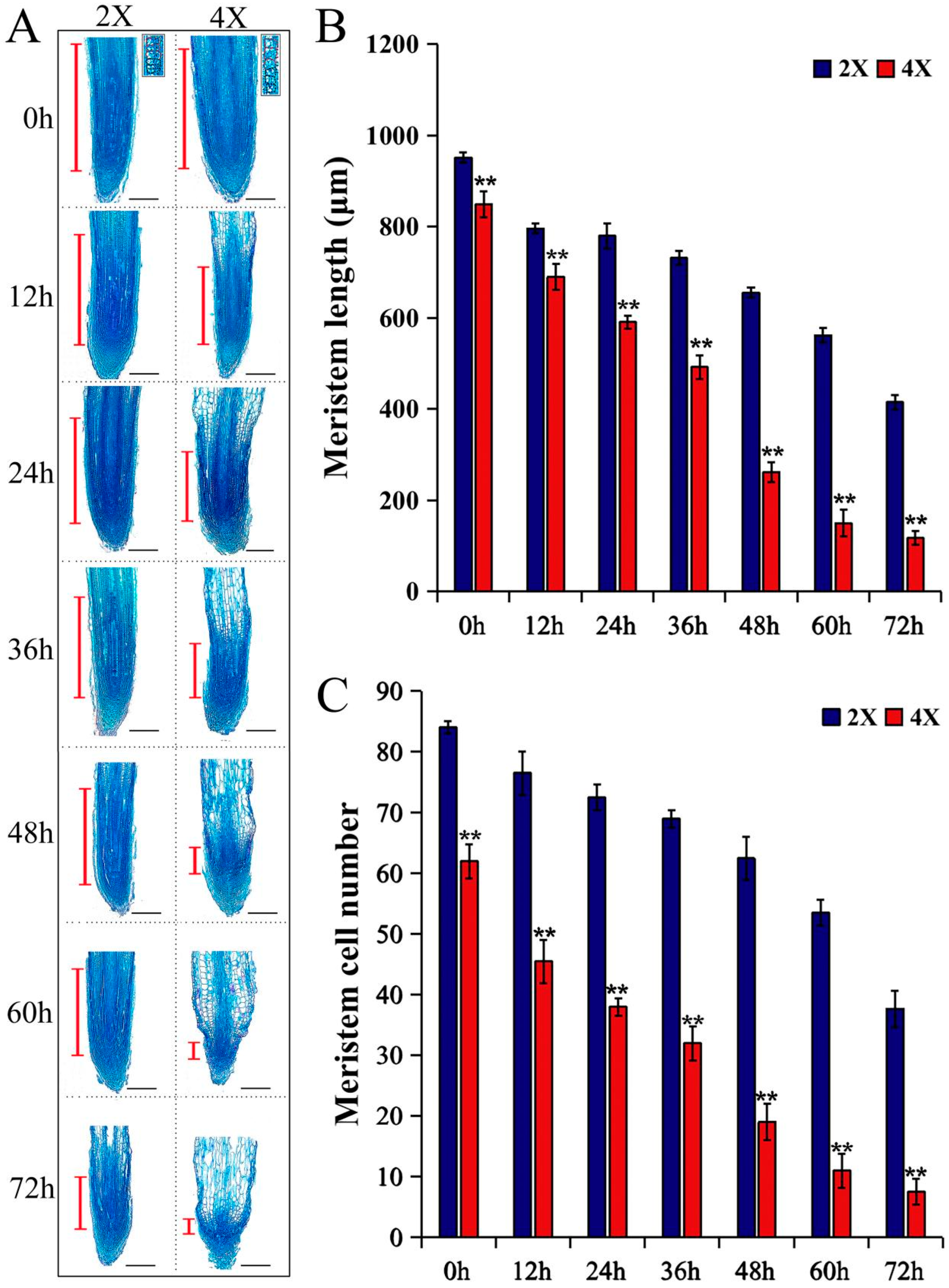 Plants 13 01430 g004