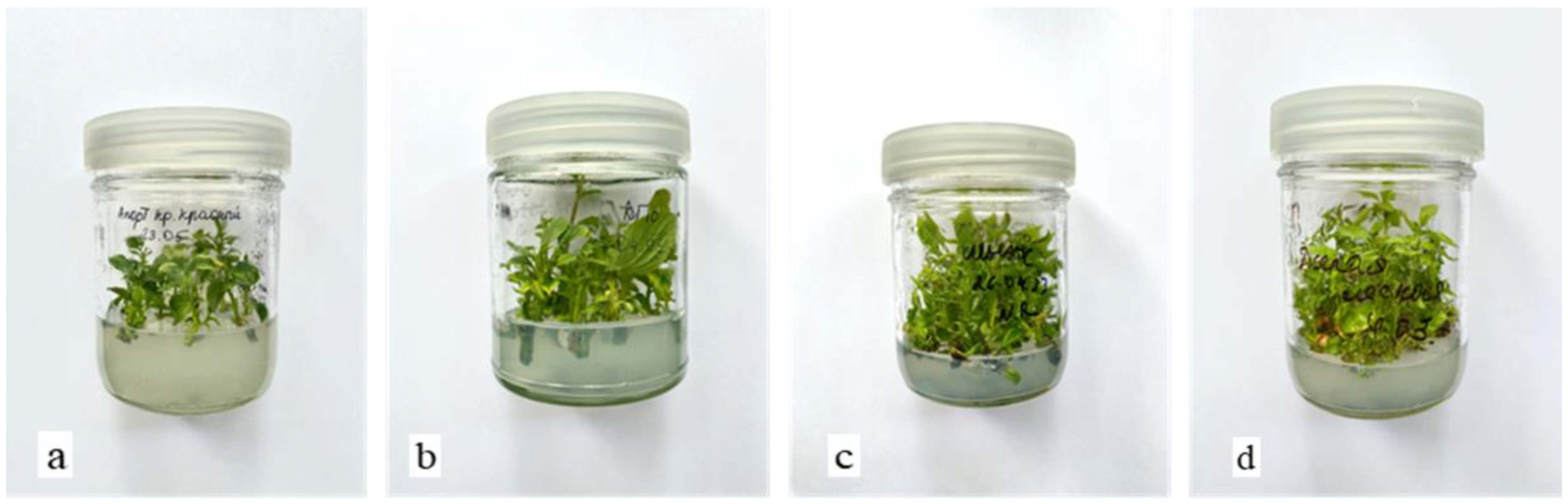 Plants 13 01431 g002