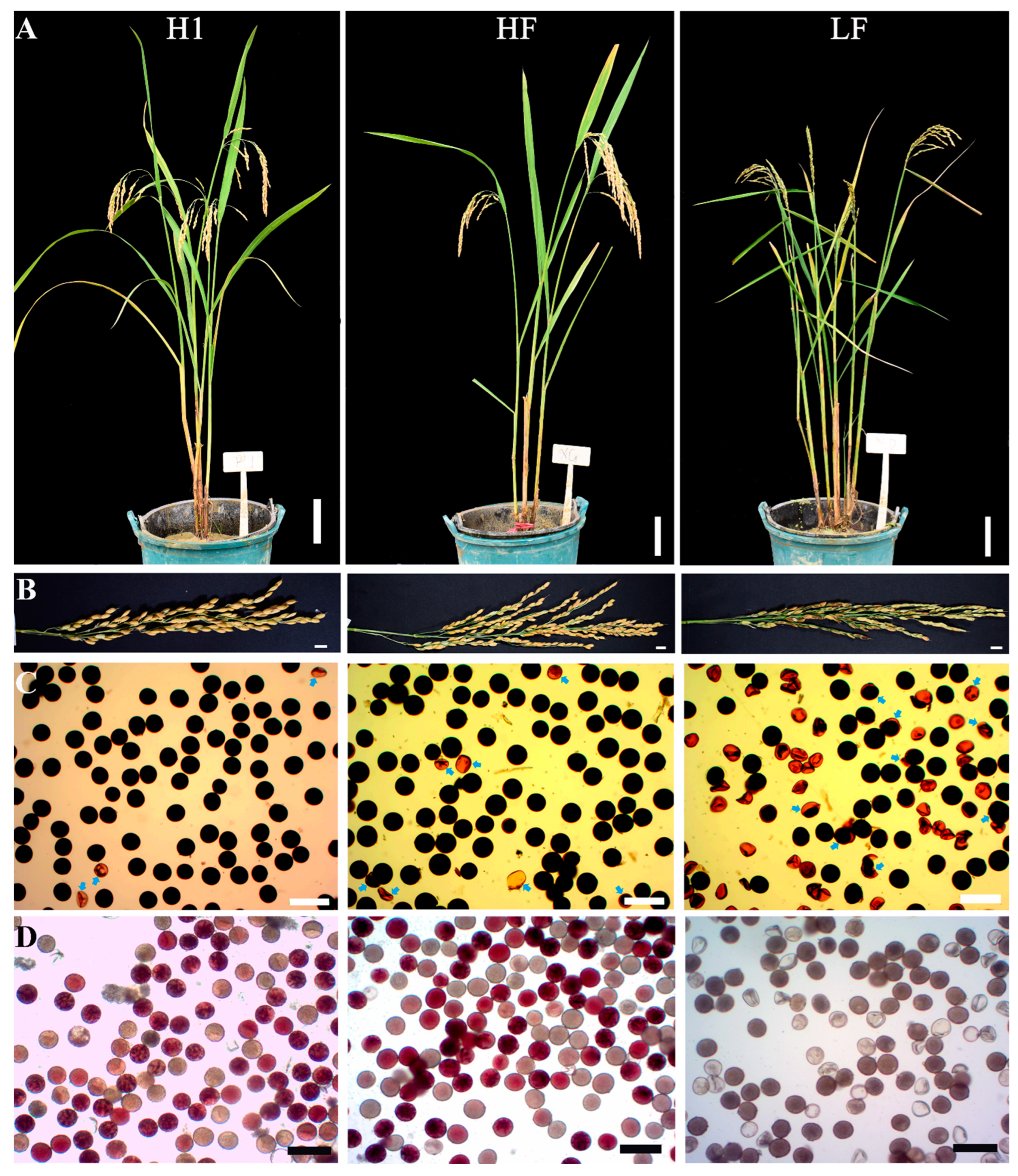 Plants 13 01461 g001