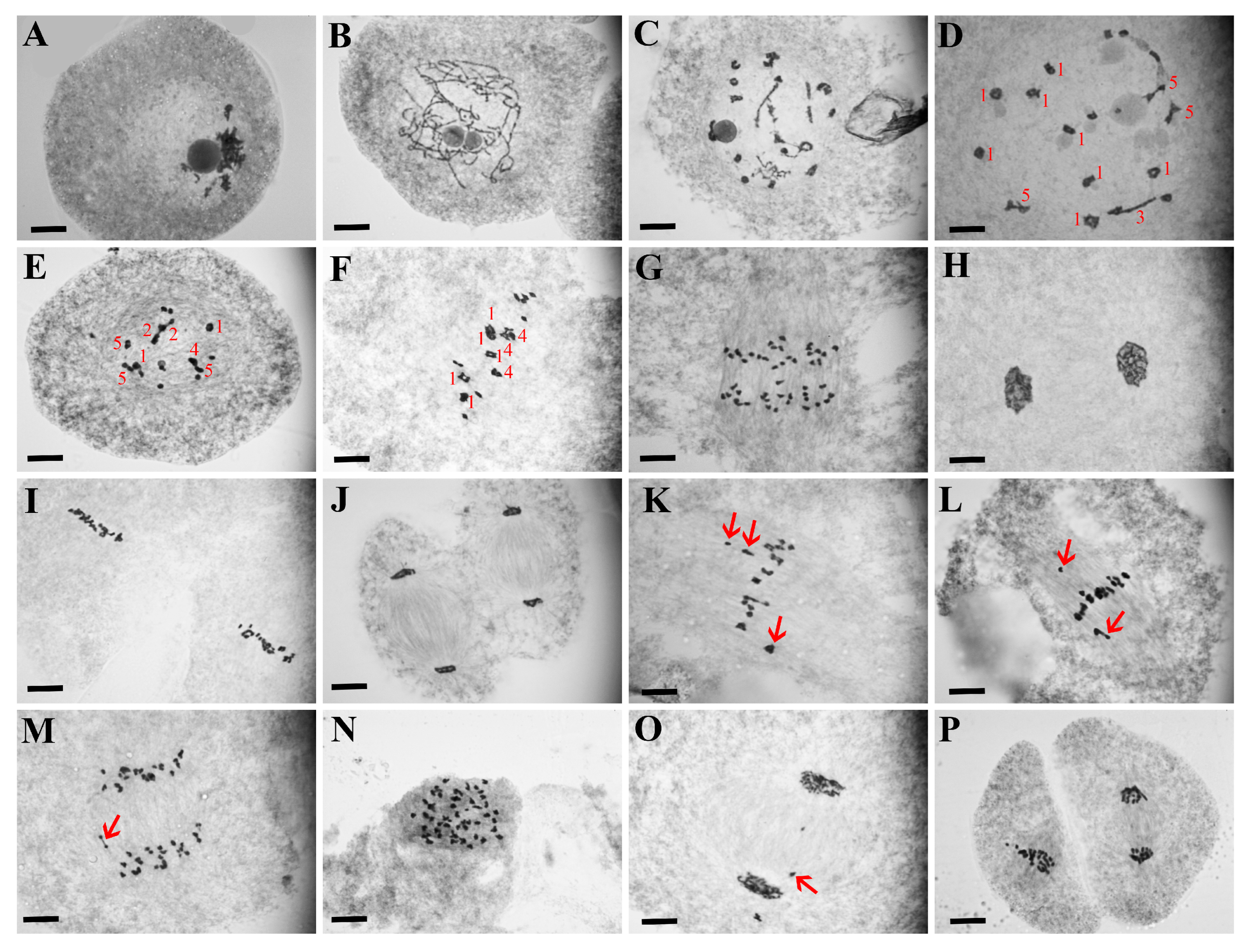 Plants 13 01461 g003