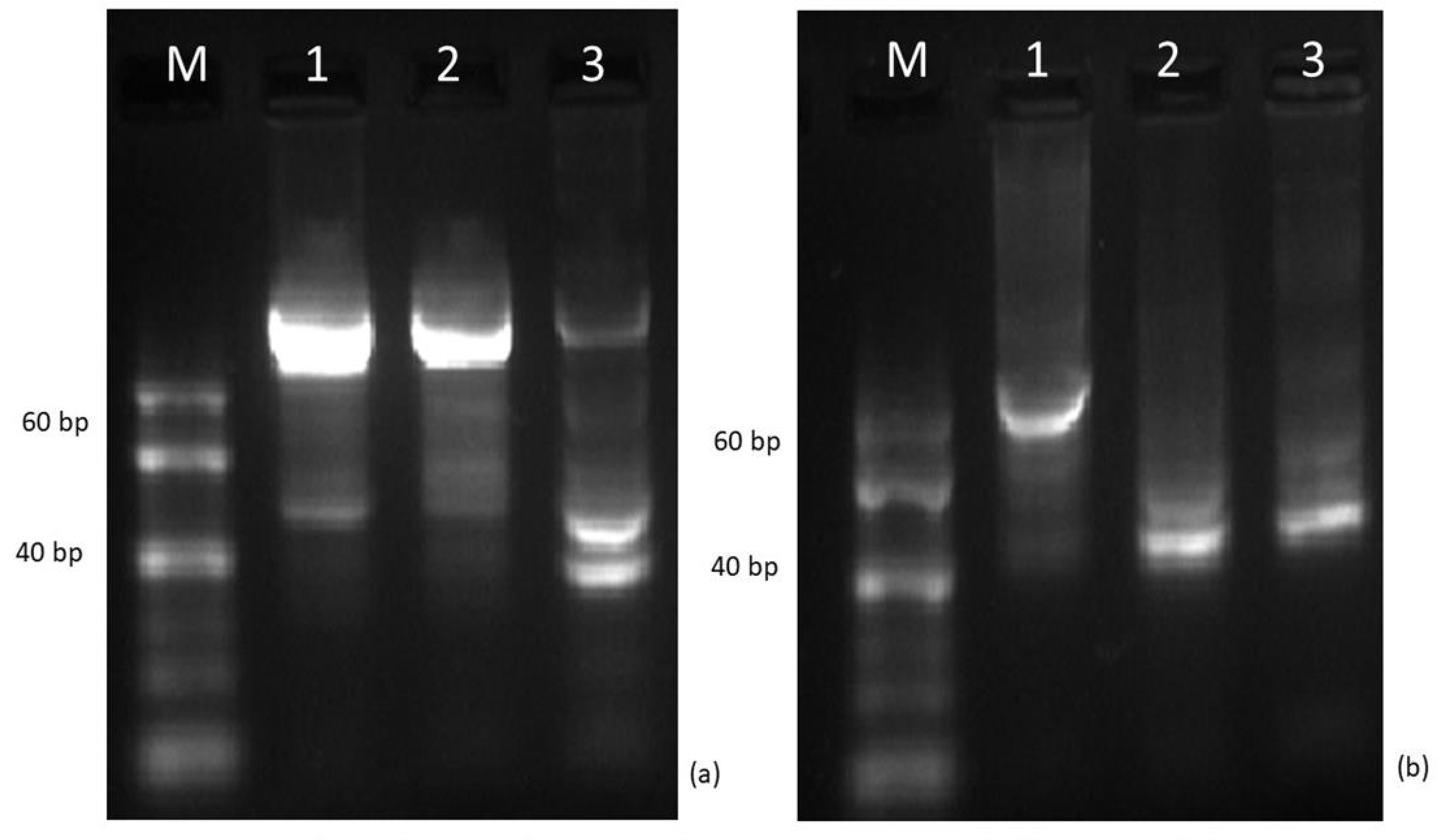 Plants 13 01470 g004