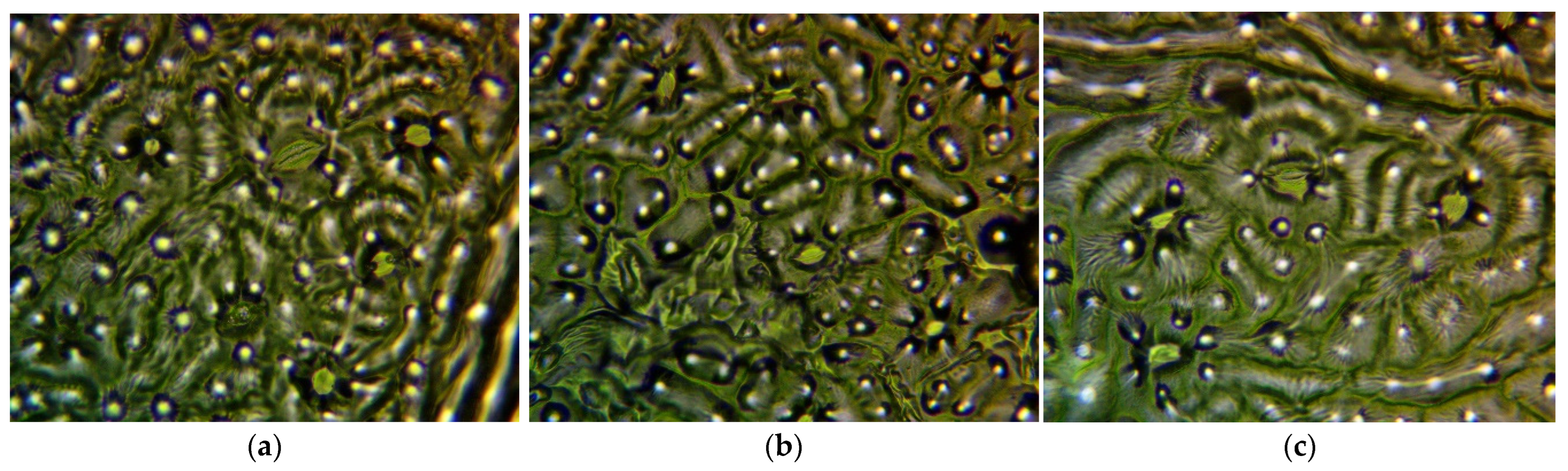 Plants 13 01470 g009