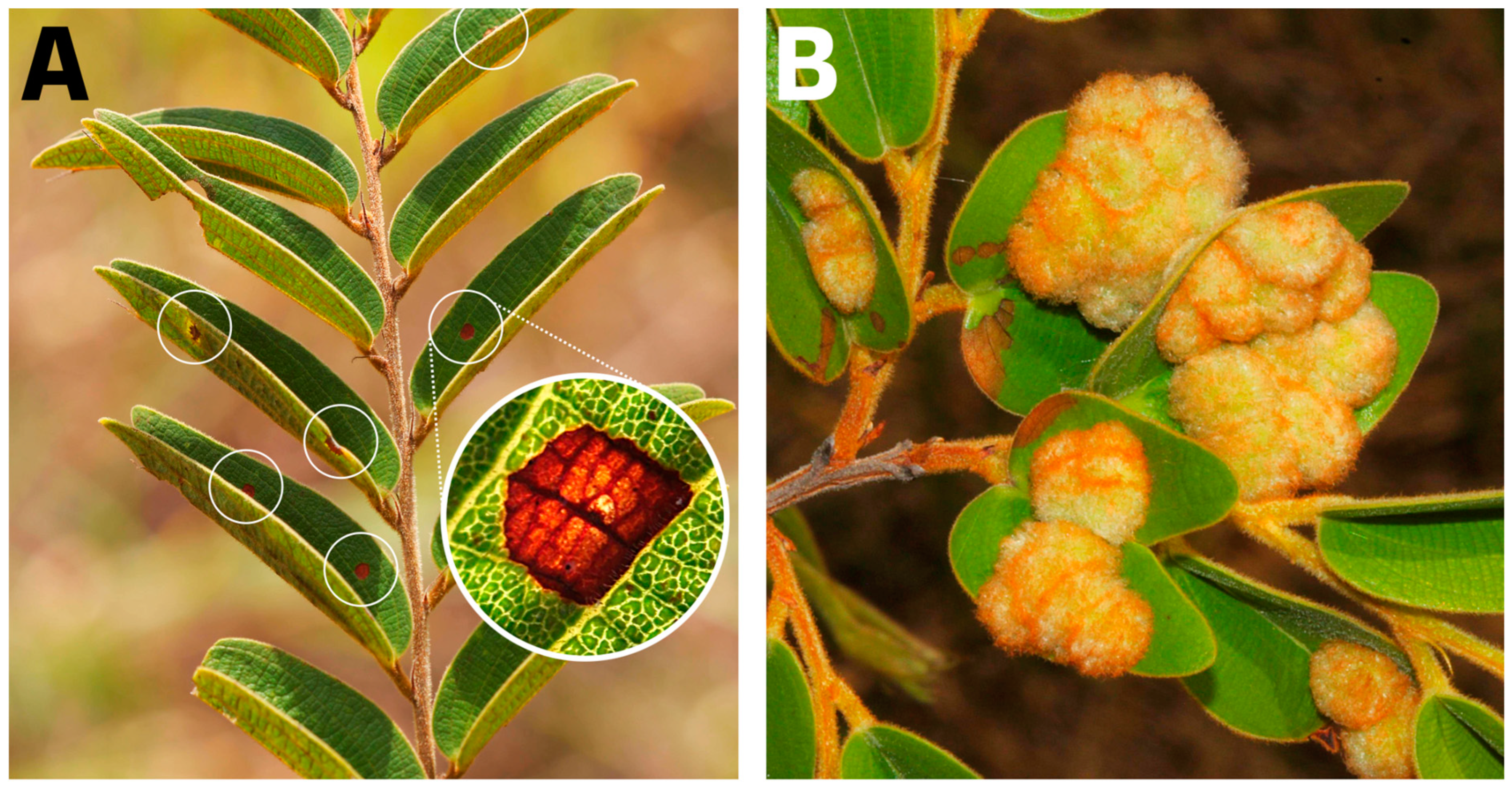 Plants 13 01472 g010