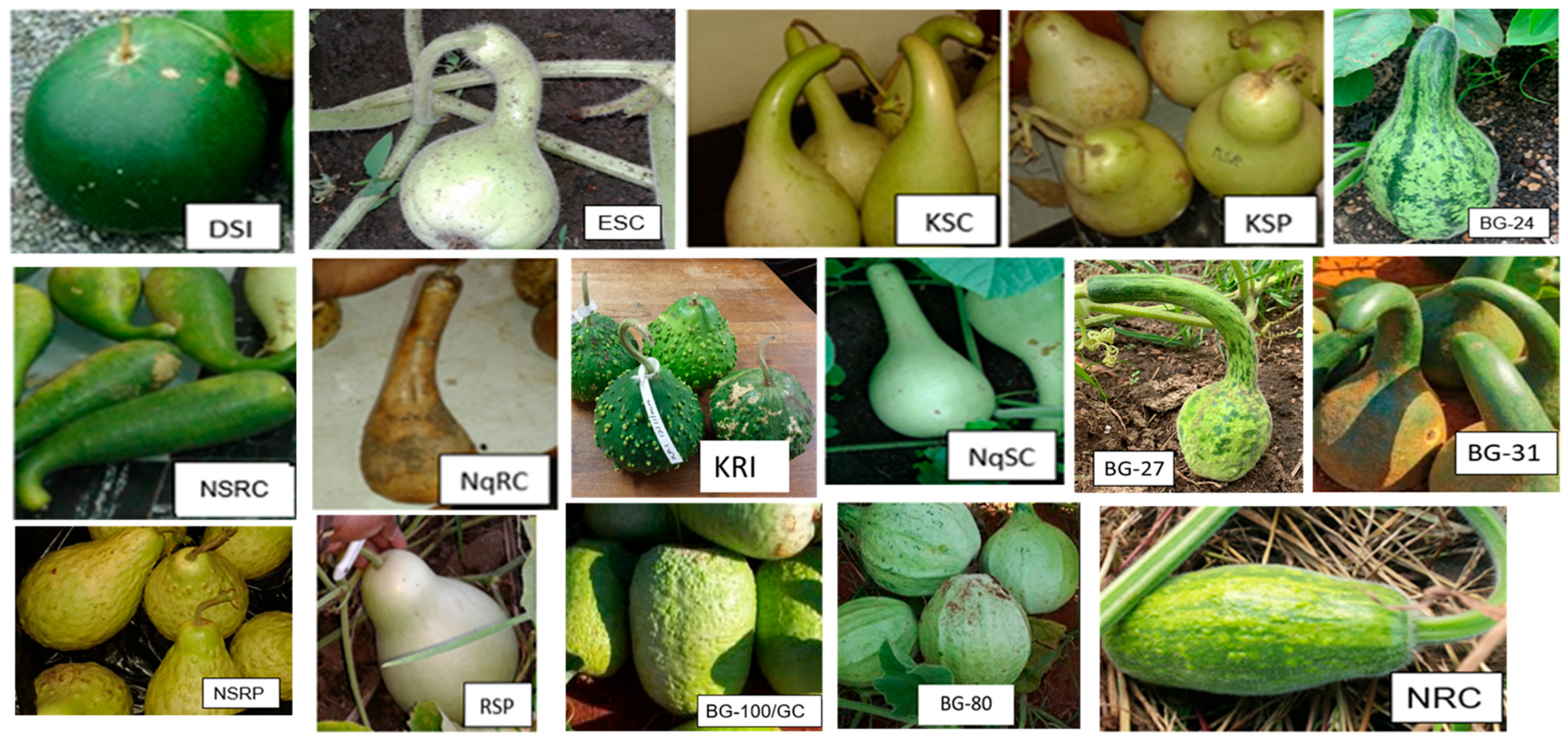 Plants 13 01475 g001