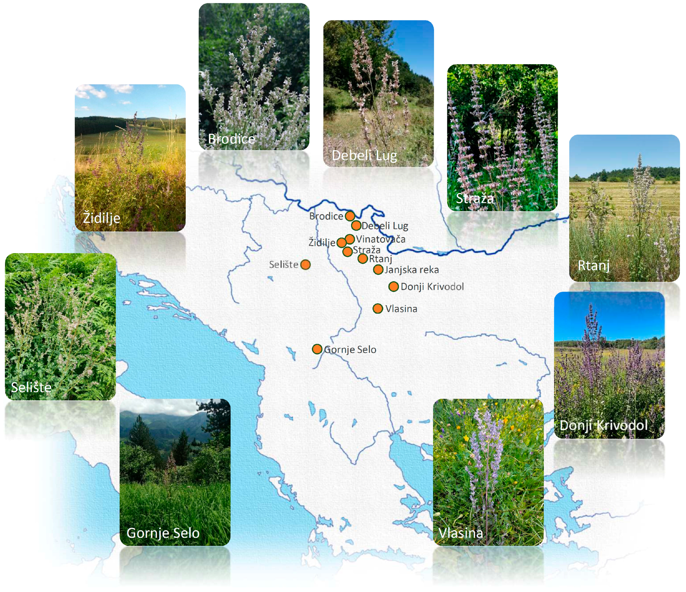 Plants 13 01483 g001