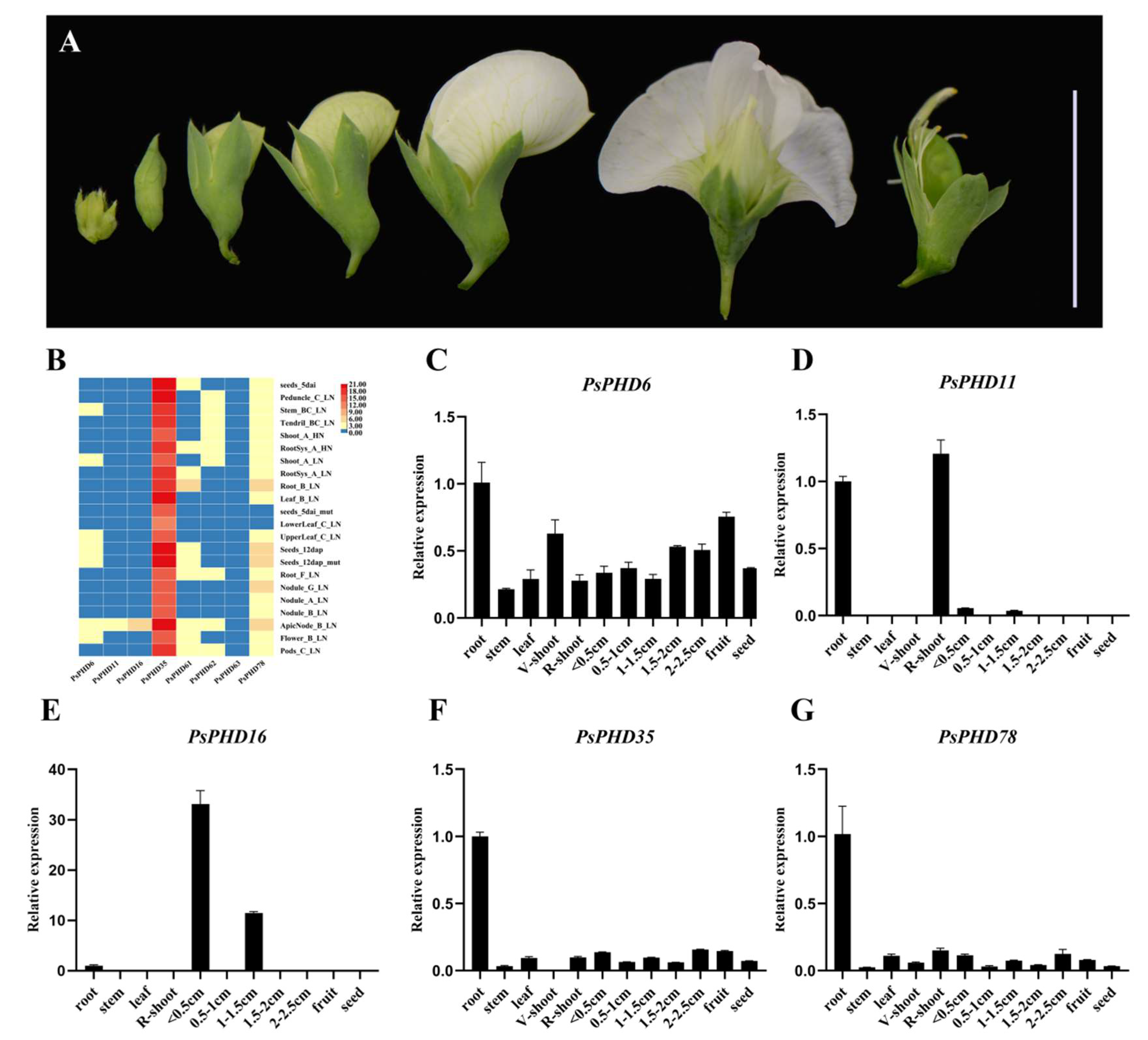 Plants 13 01489 g008