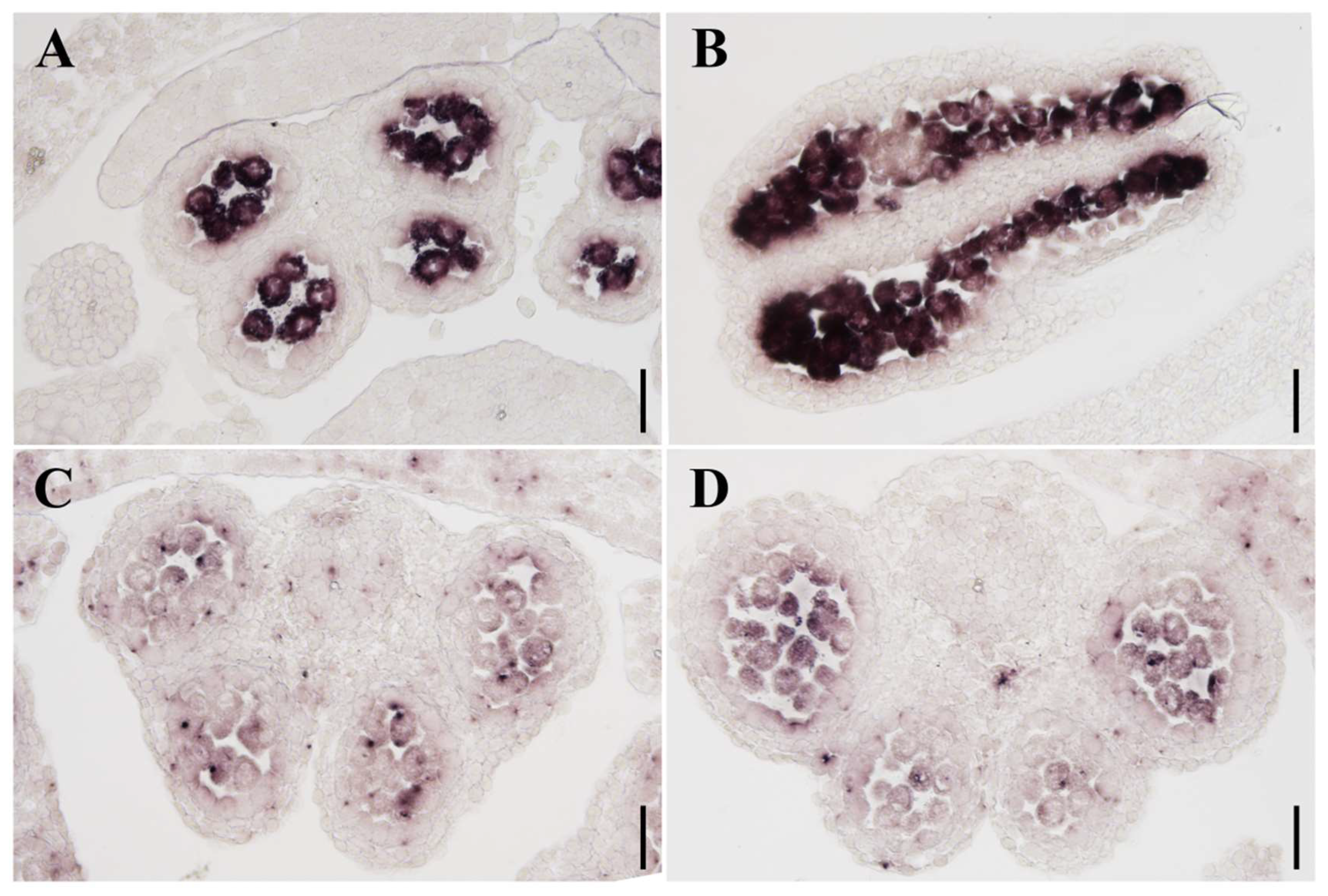 Plants 13 01489 g009