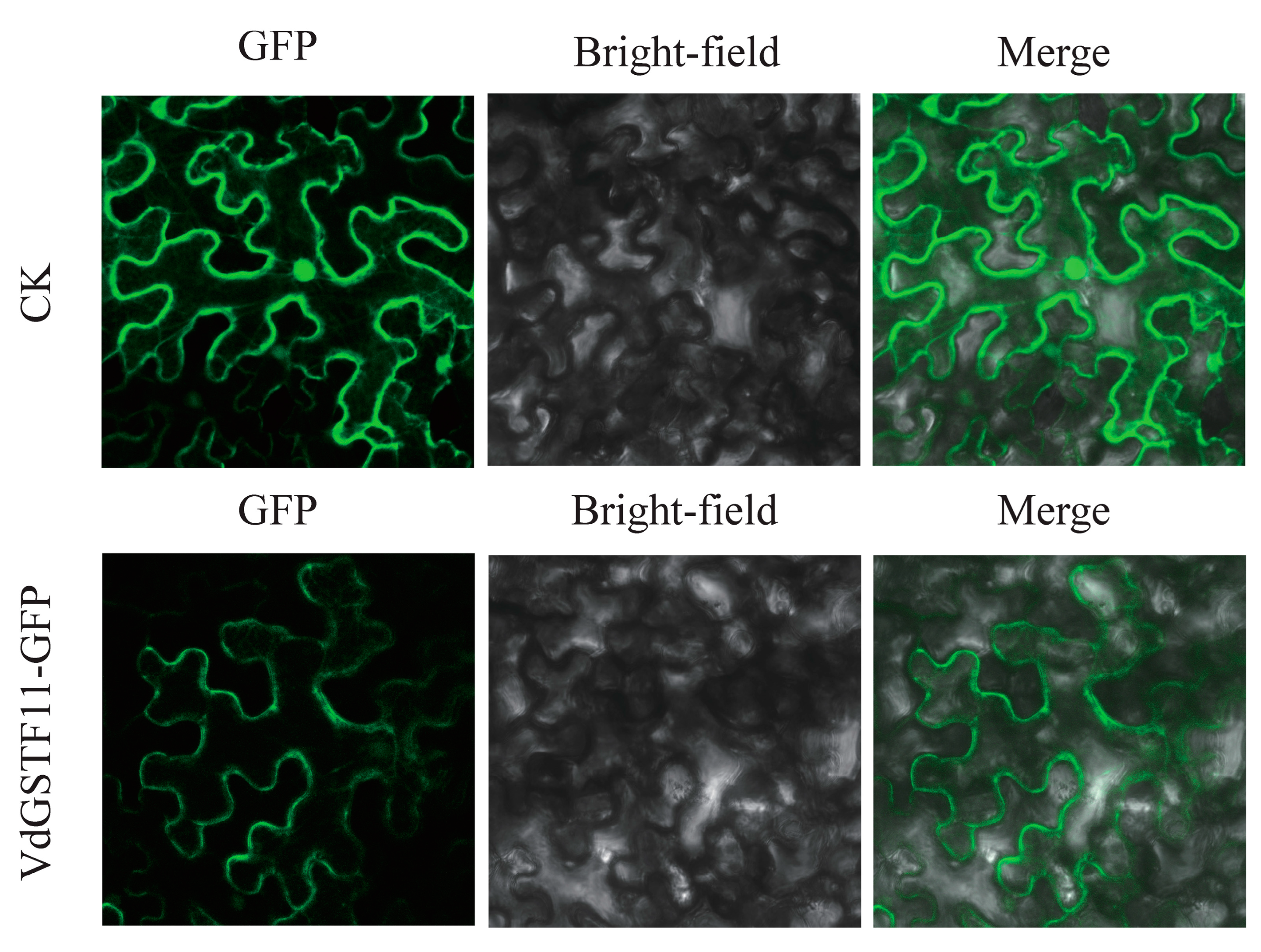 Plants 13 01497 g008