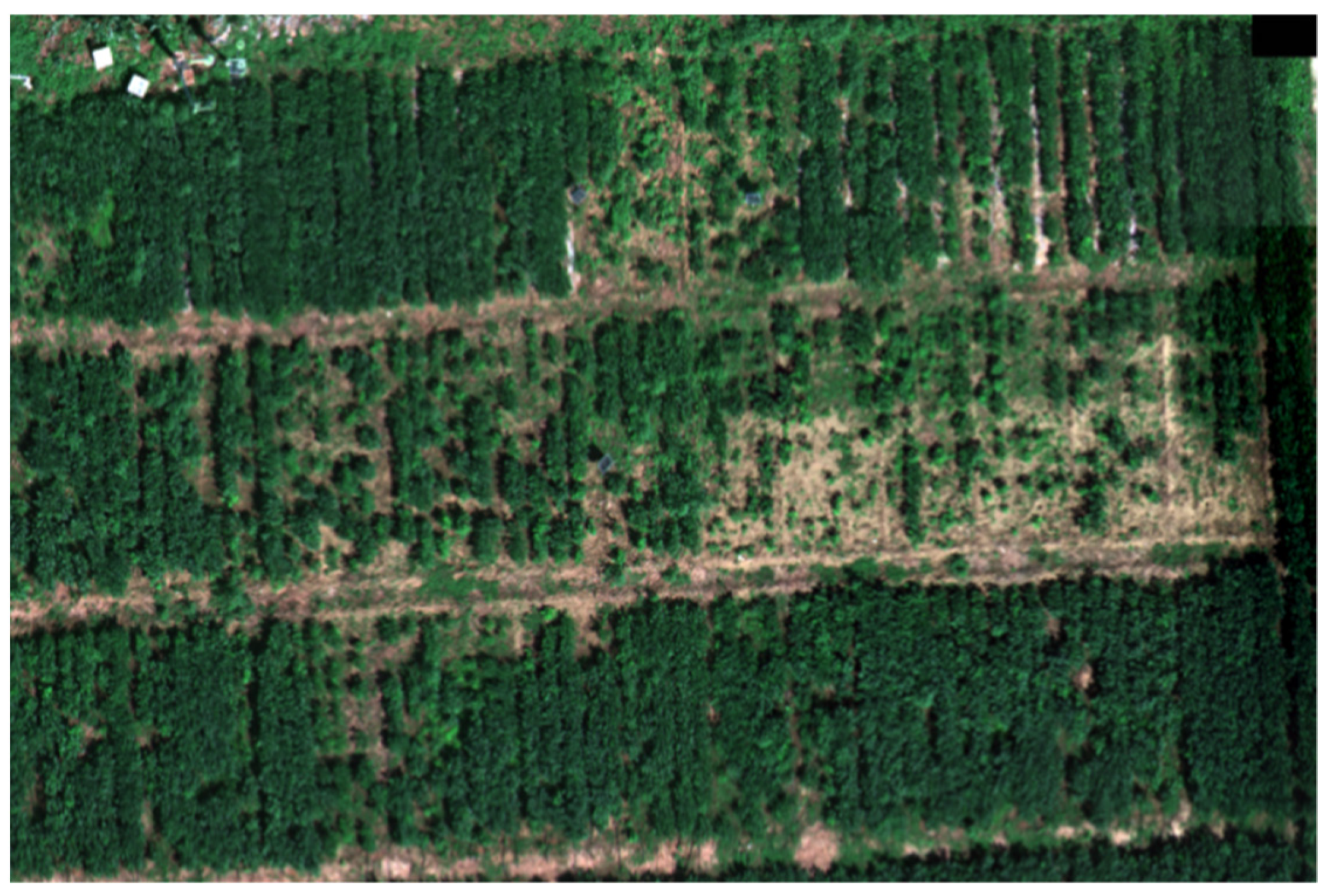 Plants 13 01498 g002