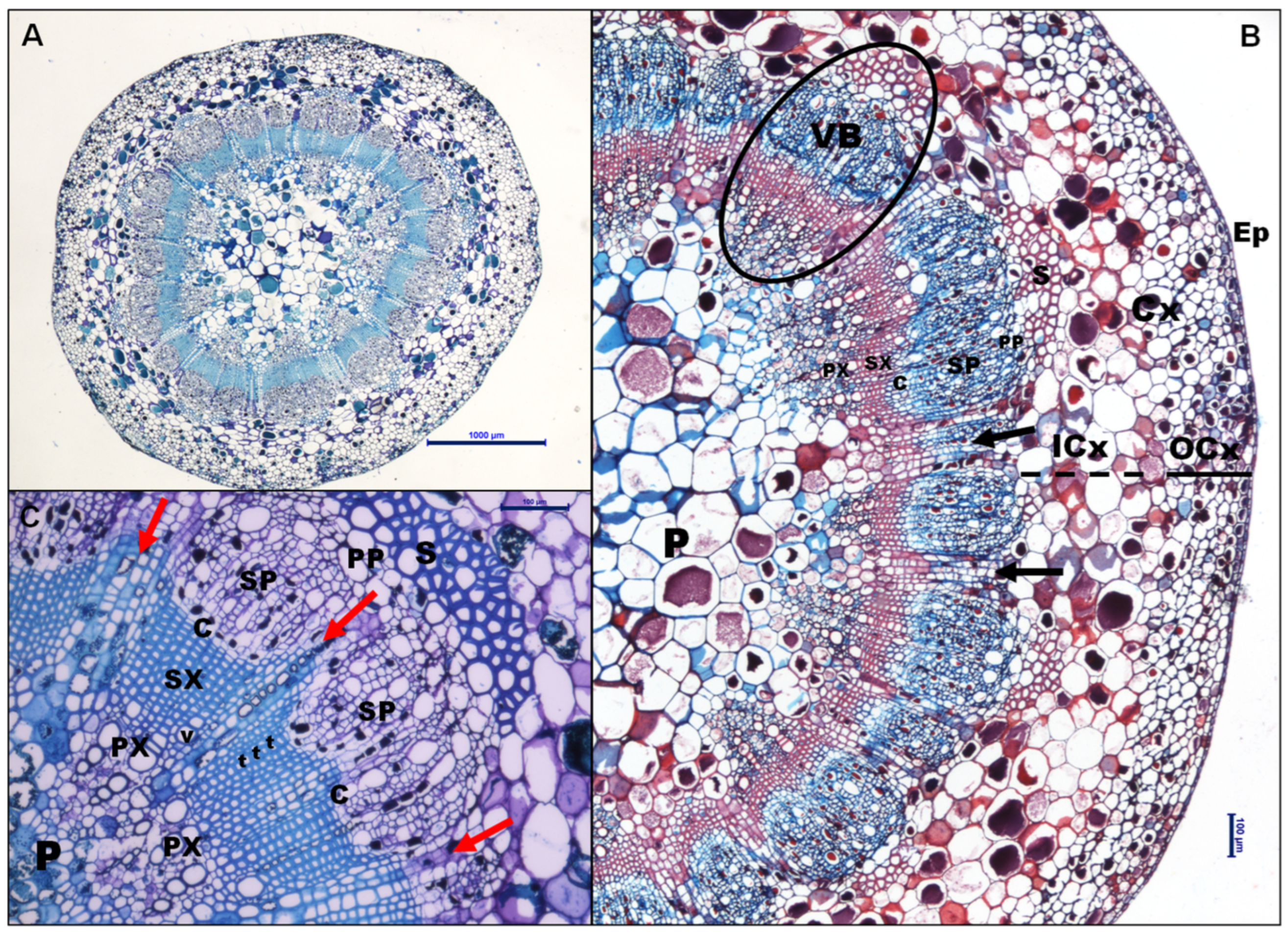 Plants 13 01500 g001 Plants 13 01500 g001