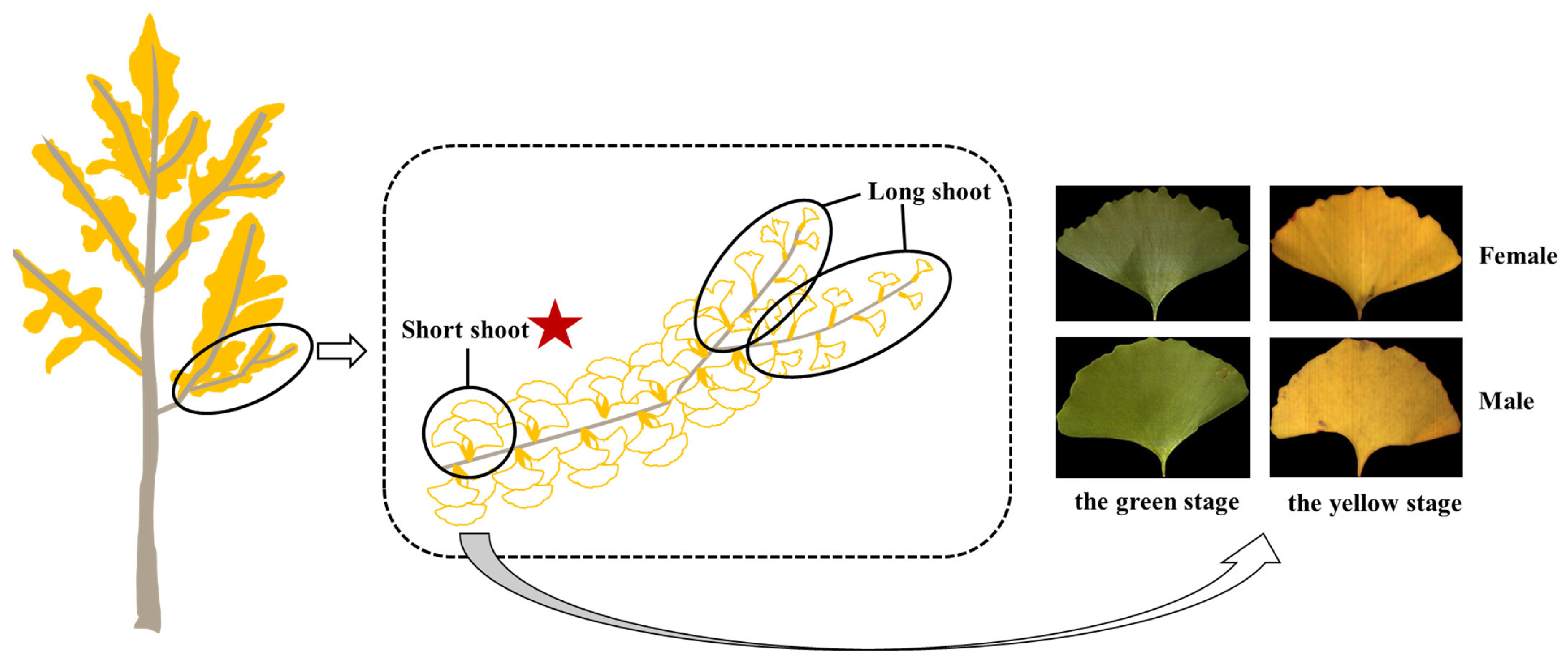 Plants 13 01501 g001