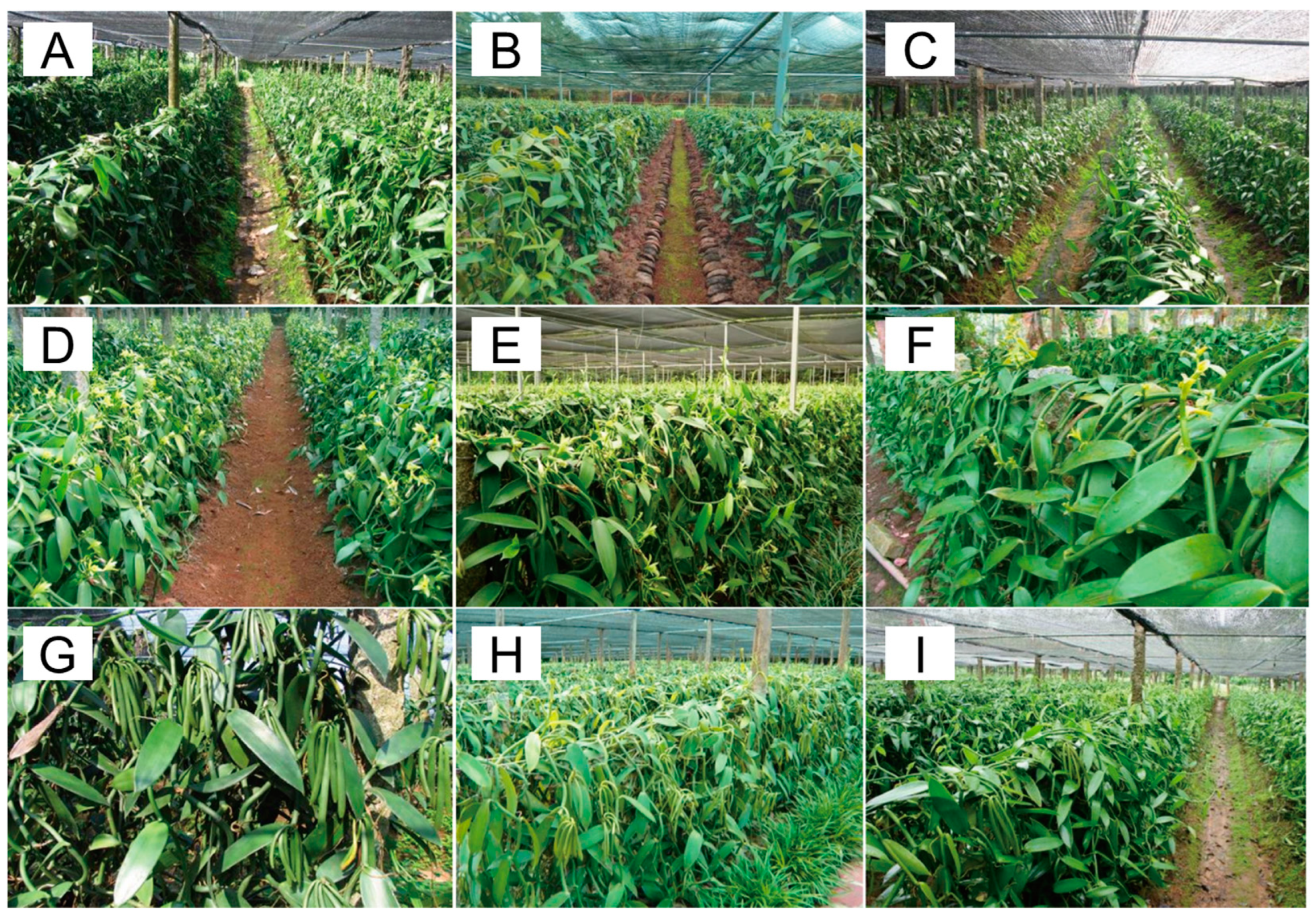 Plants 13 01505 g002