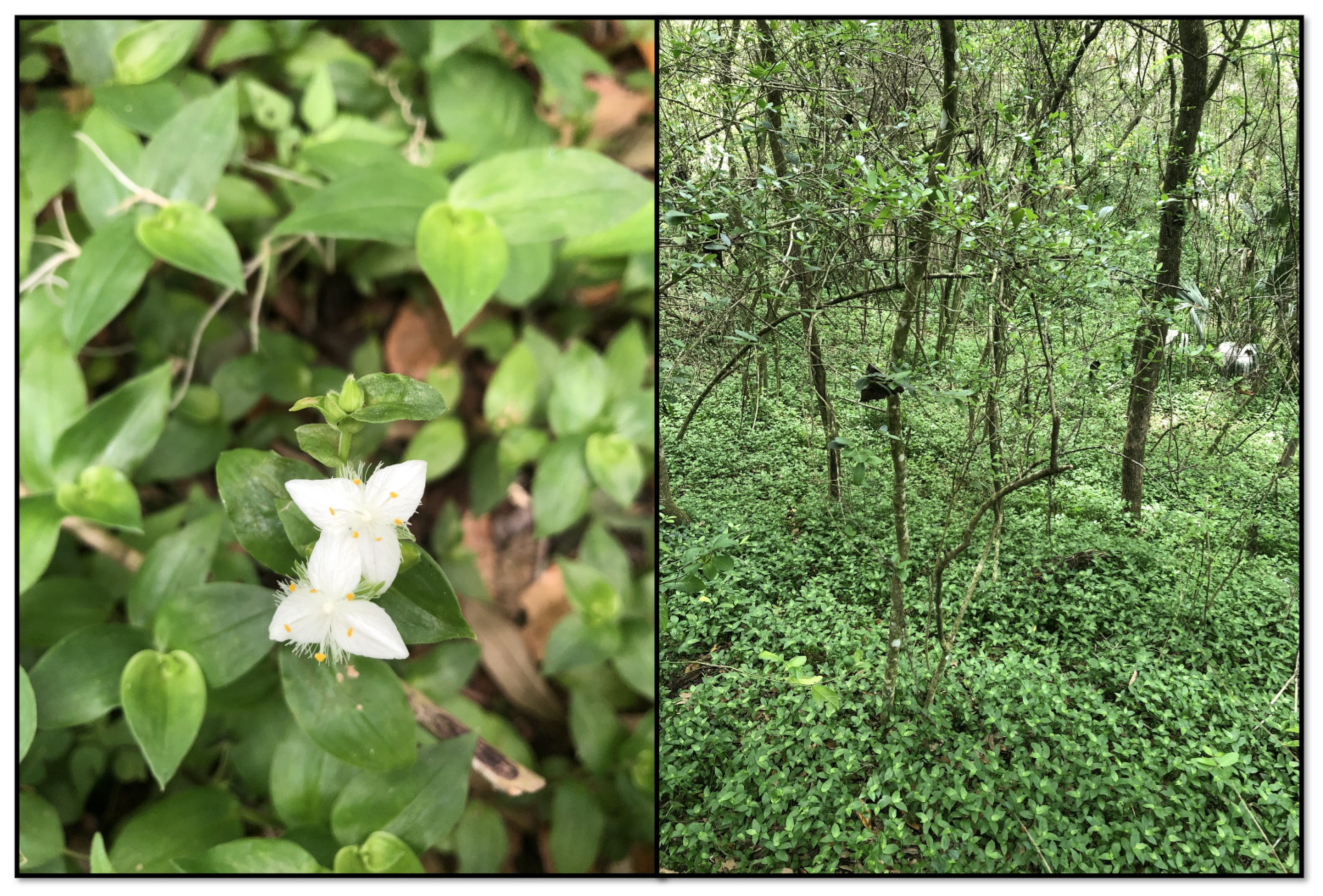 Plants 13 01513 g001