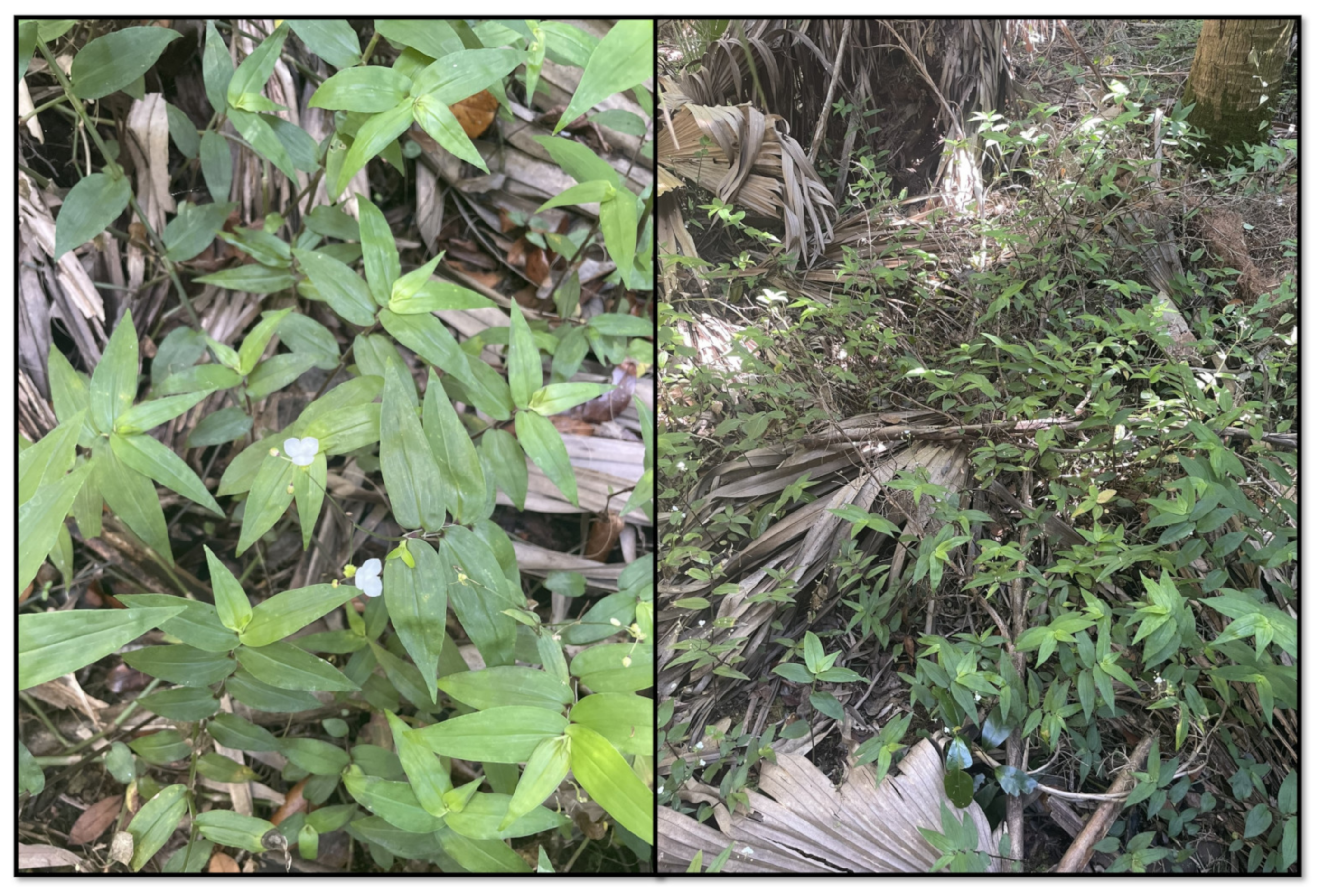 Plants 13 01513 g002