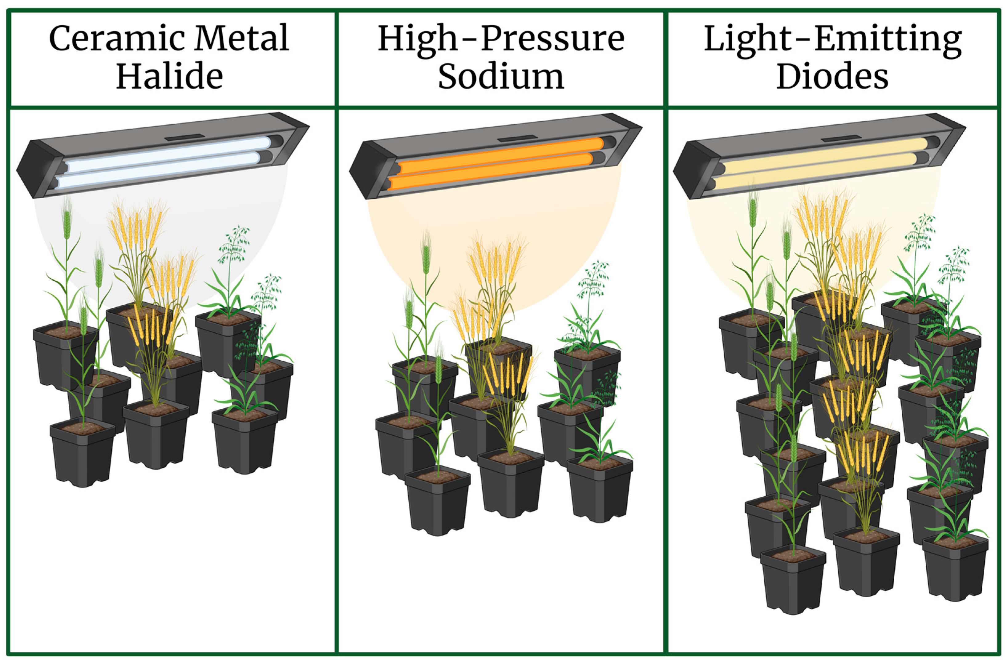 Plants 13 01520 g002