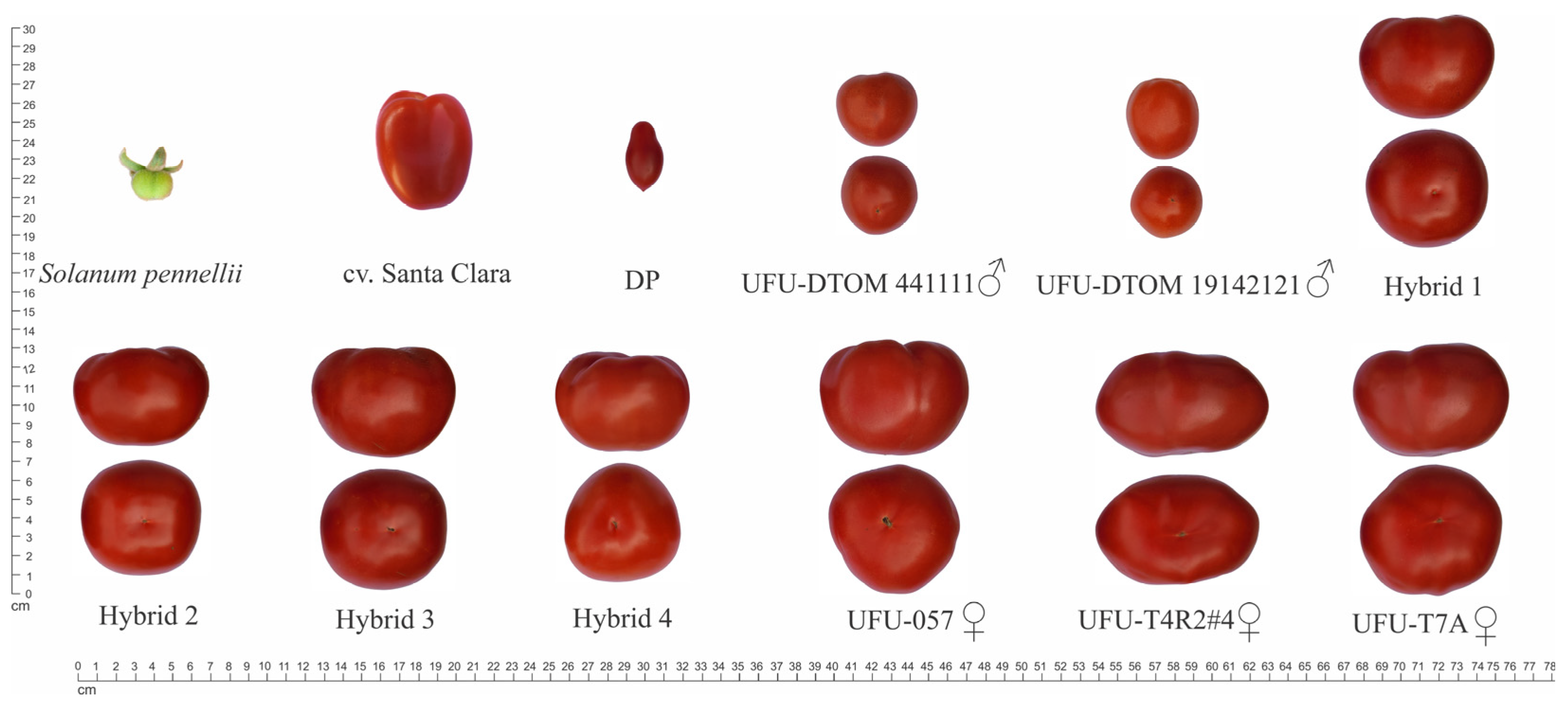 Plants 13 01522 g002