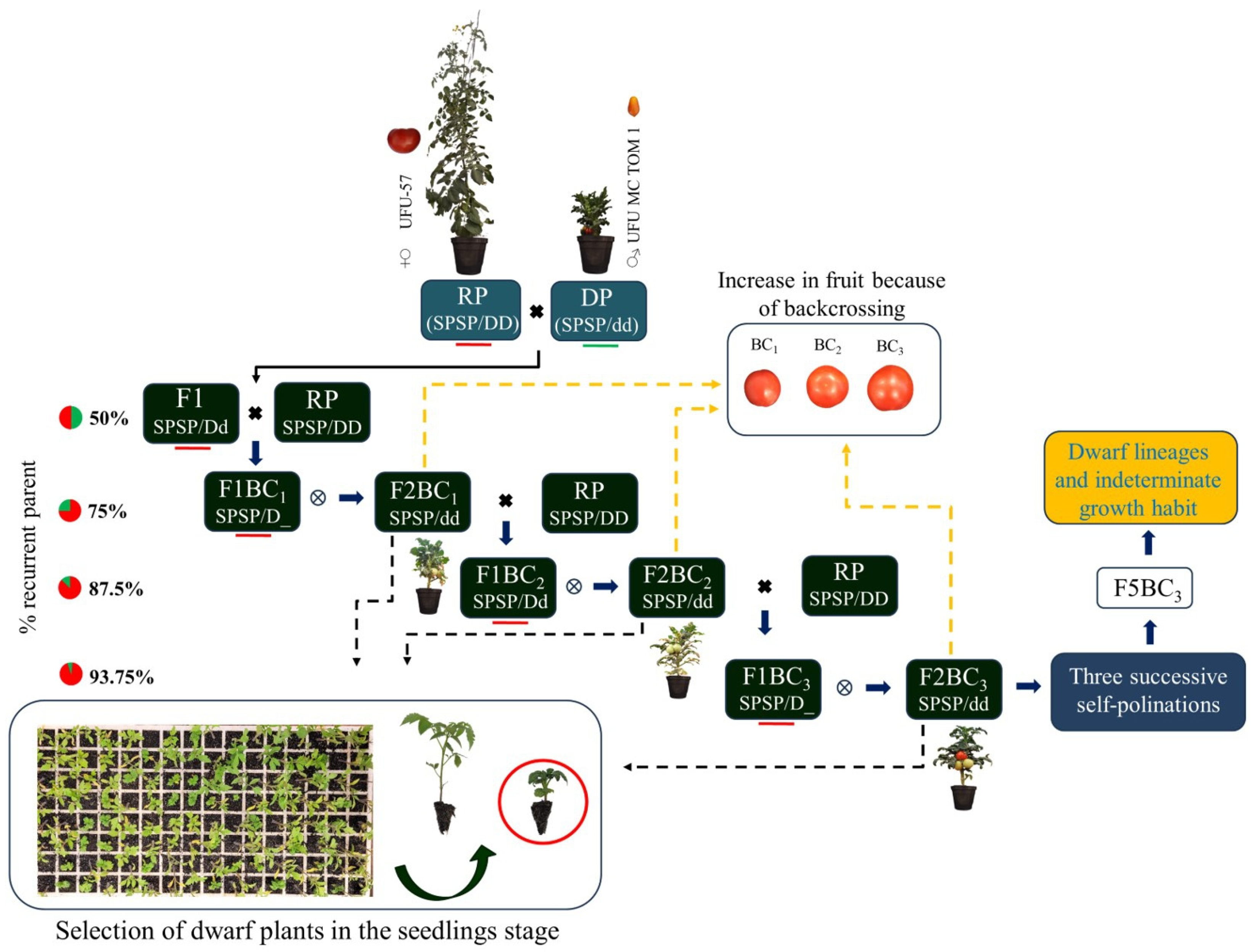 Plants 13 01522 g009