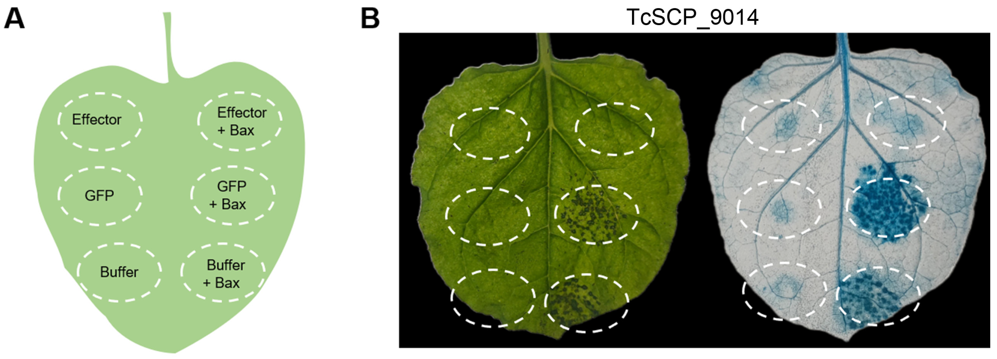 Plants 13 01523 g002