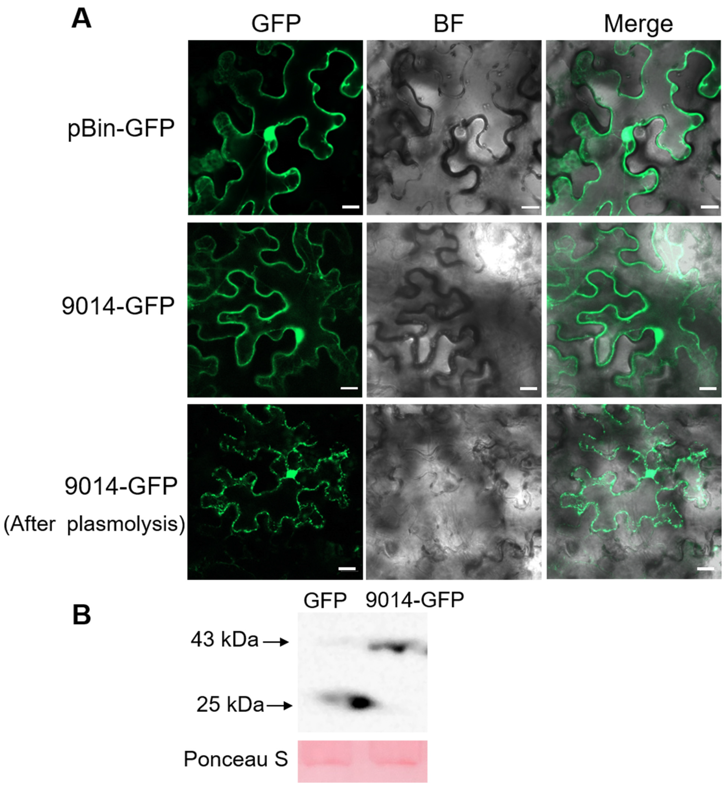 Plants 13 01523 g004