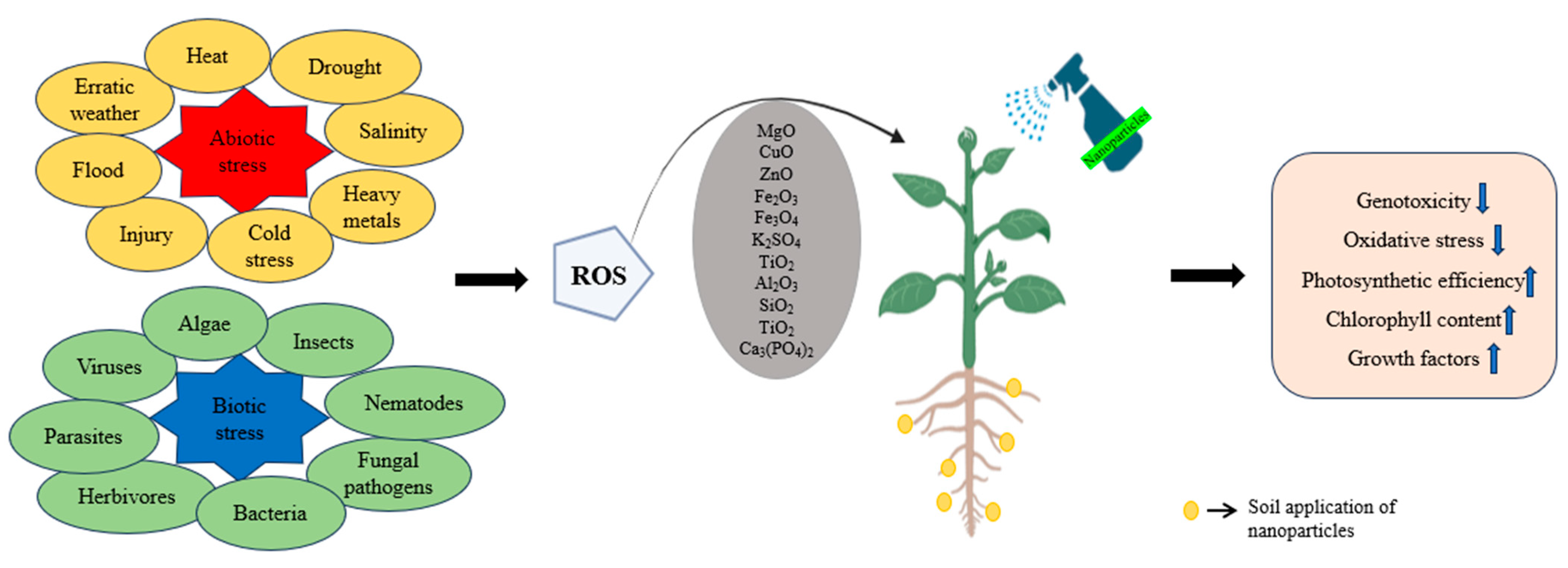 Plants 13 01528 g001