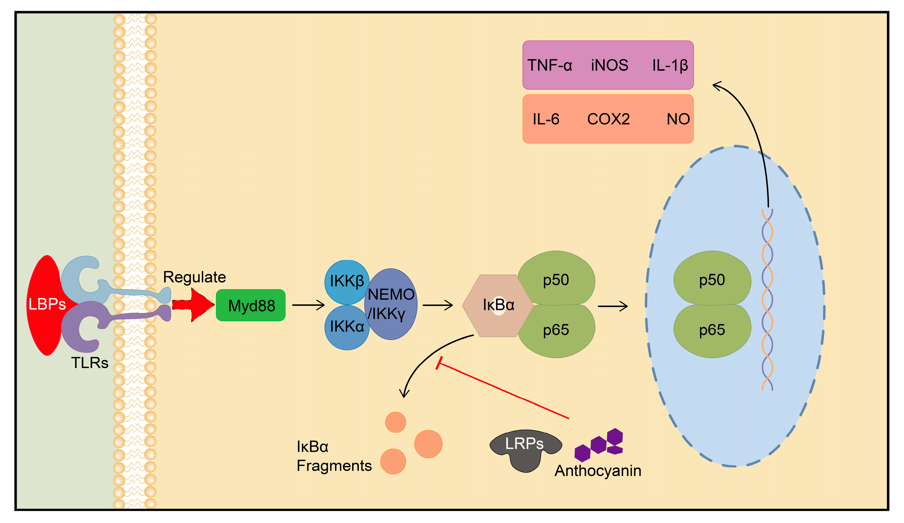 Plants 13 01531 g002