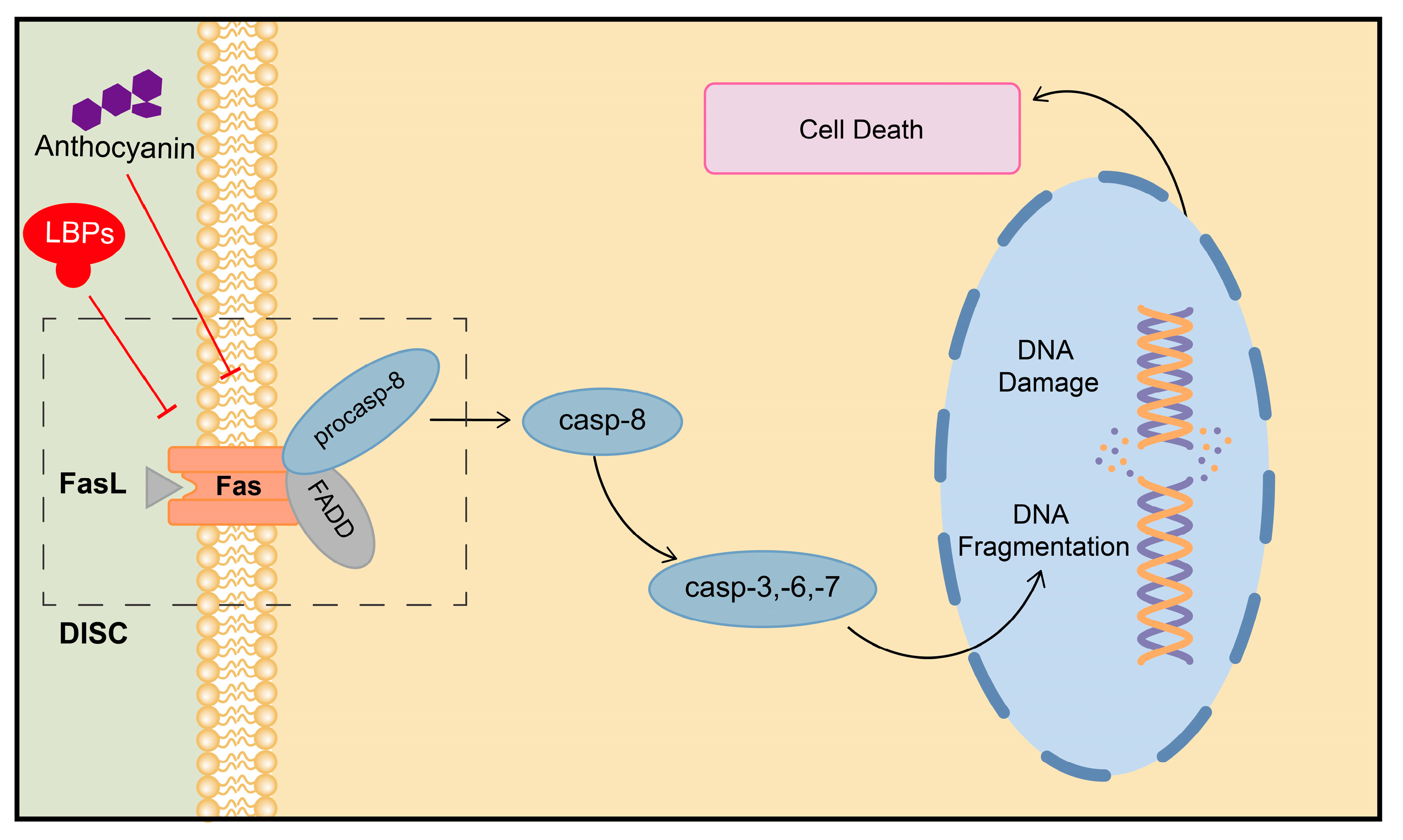 Plants 13 01531 g003