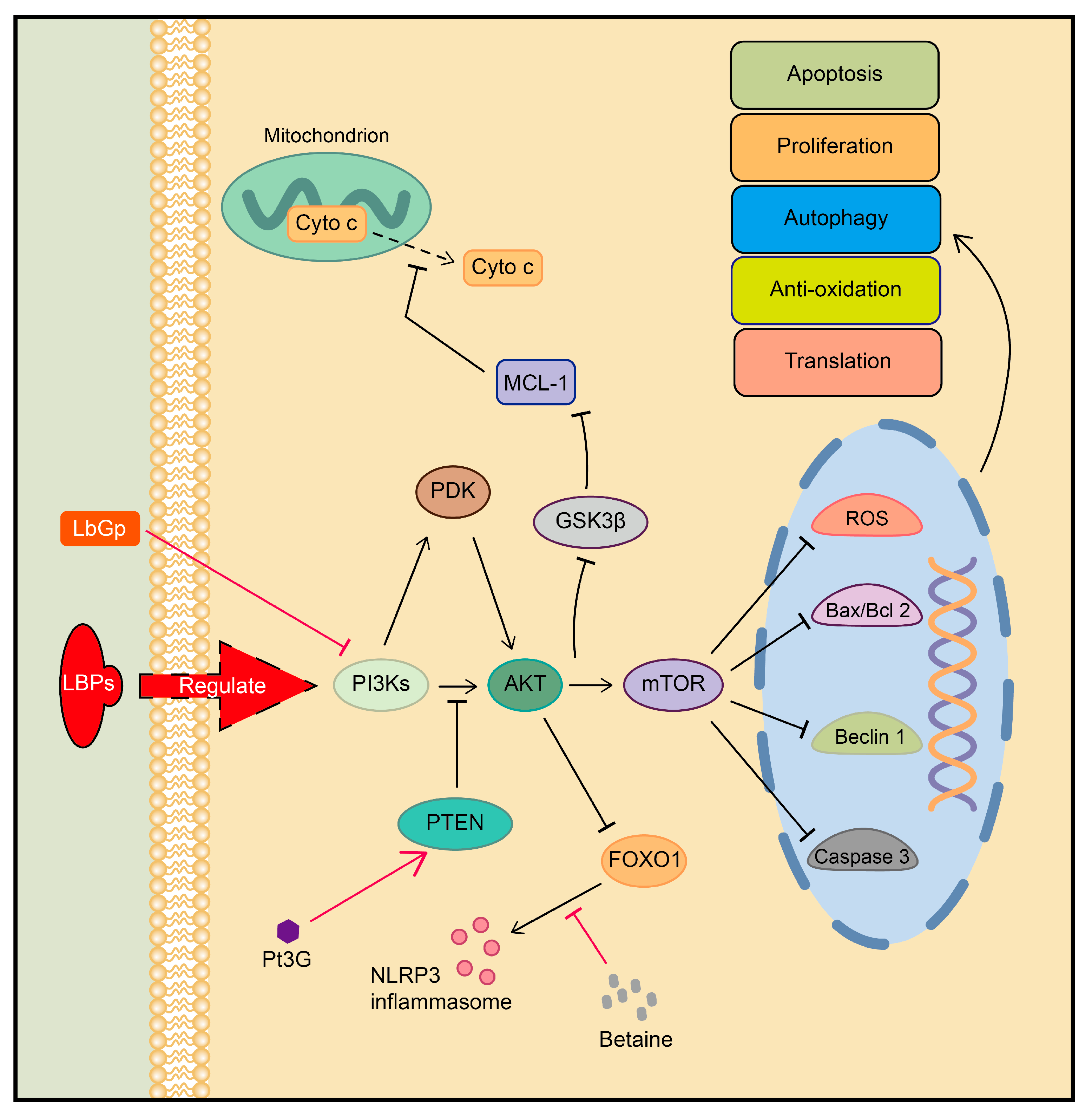 Plants 13 01531 g004