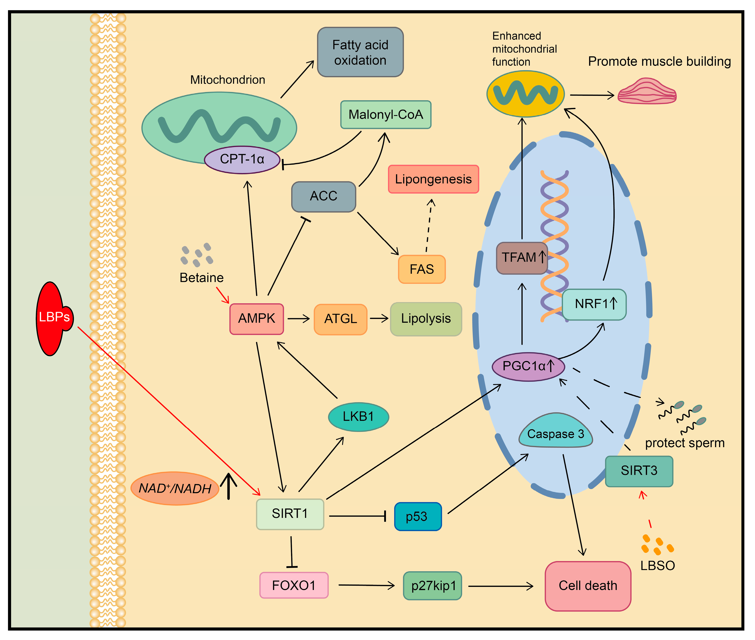 Plants 13 01531 g005