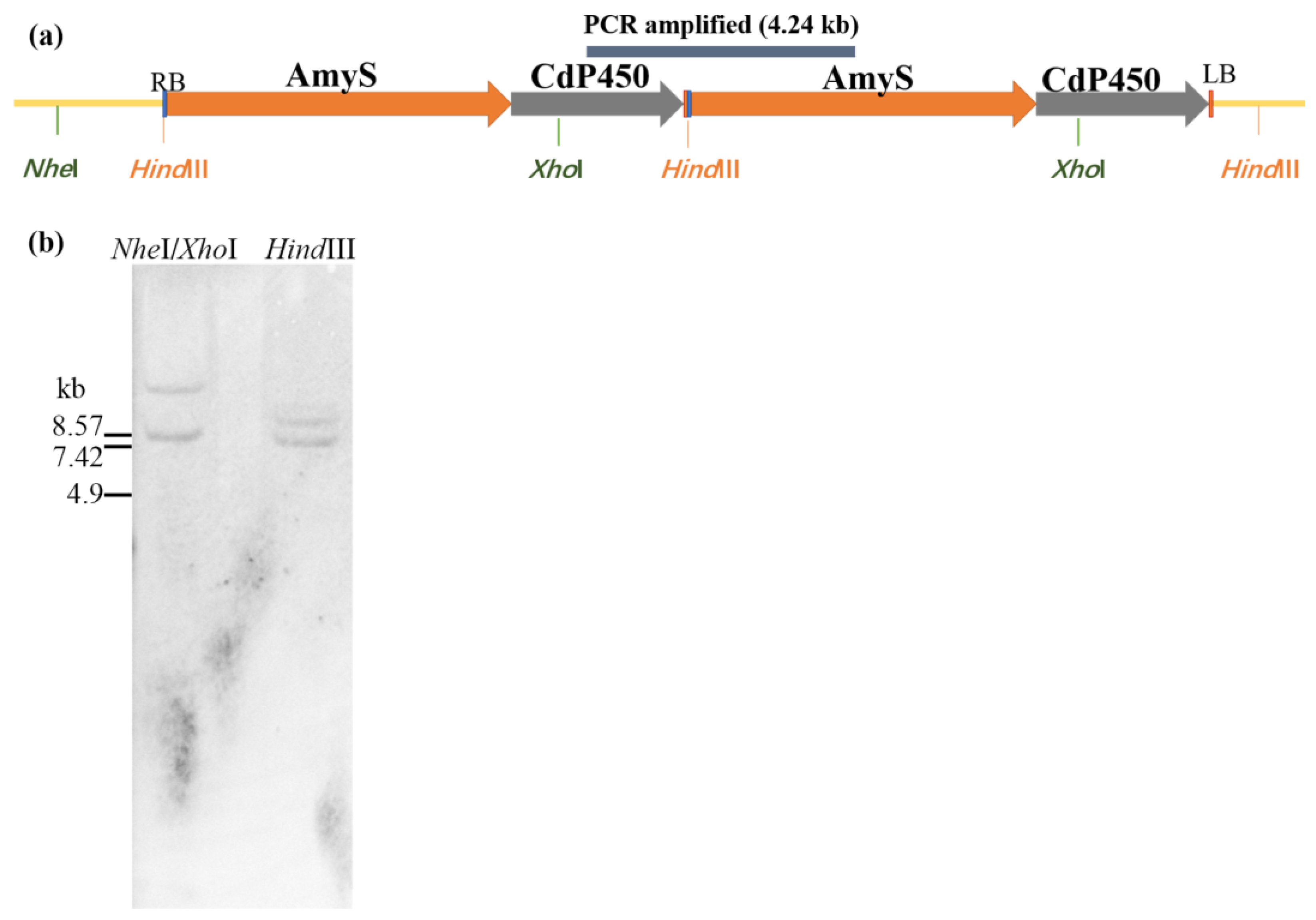 Plants 13 01539 g002