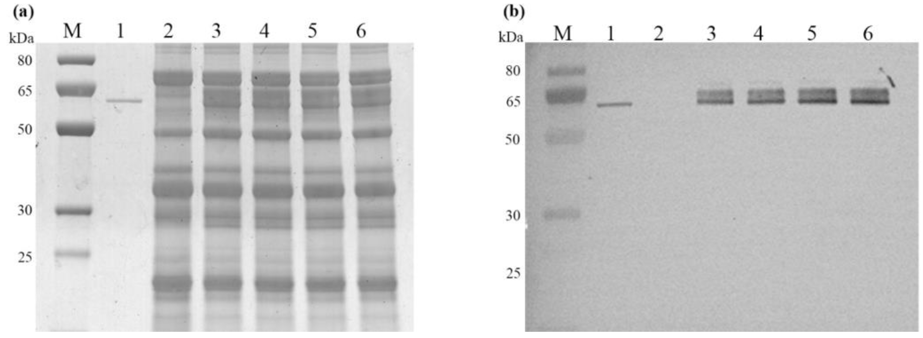 Plants 13 01539 g003