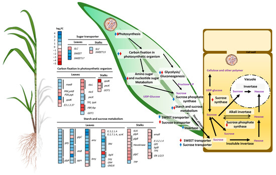 Transcriptomic Profiling of Sugarcane White Leaf (SCWL) Canes during ...