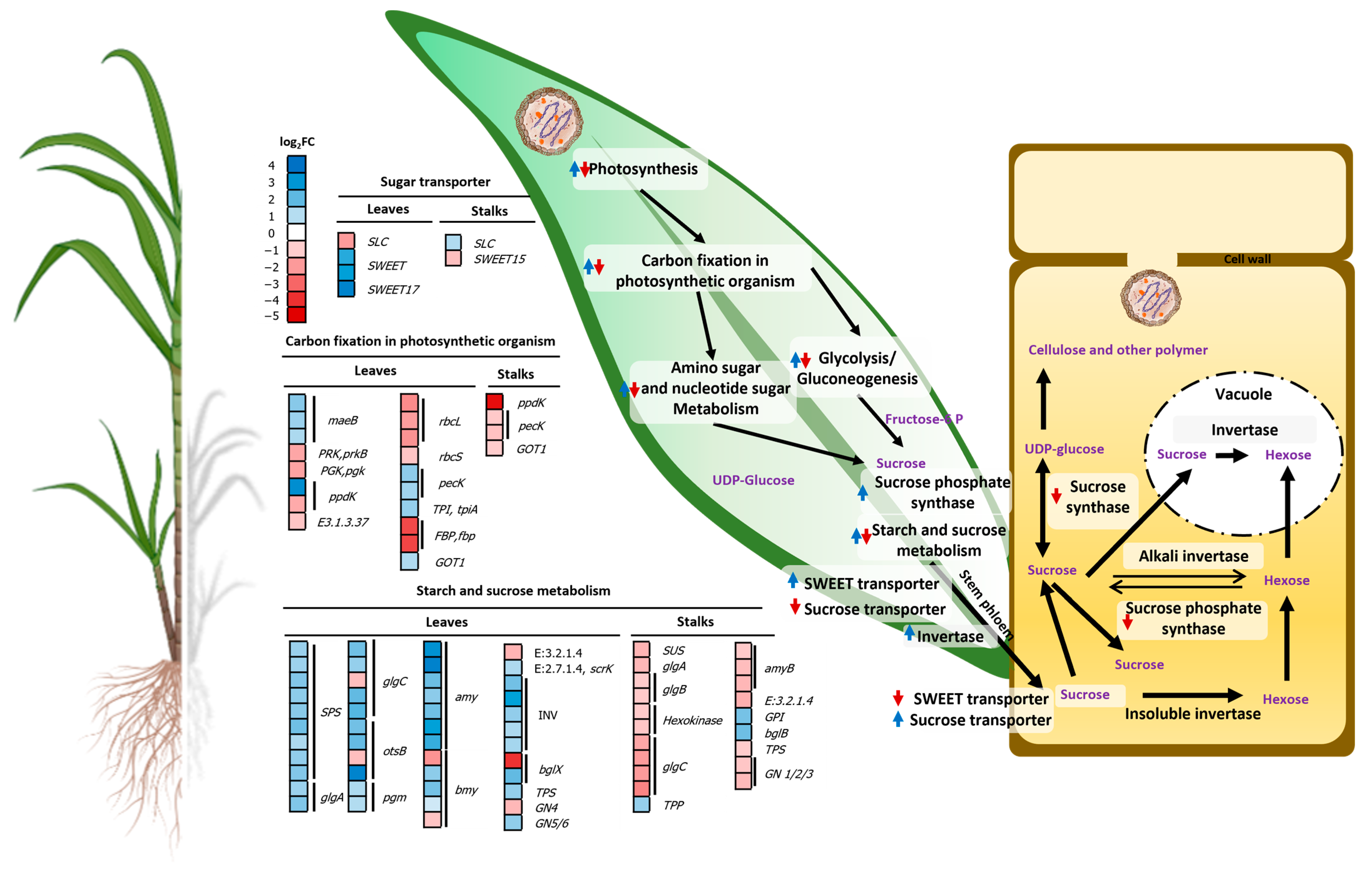 Plants 13 01551 g005