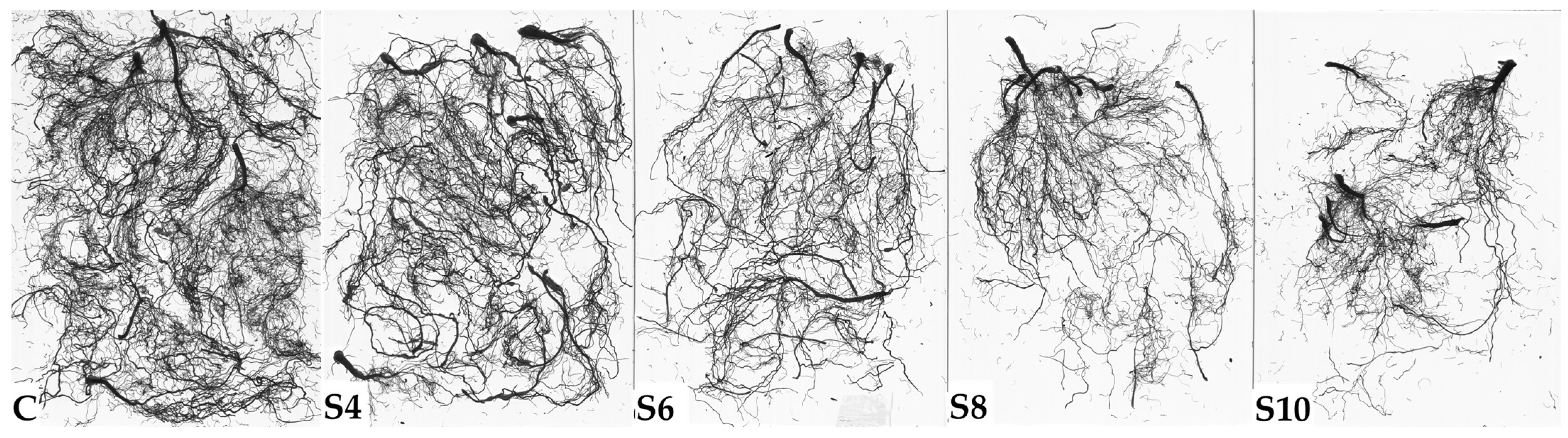 Plants 13 01552 g002