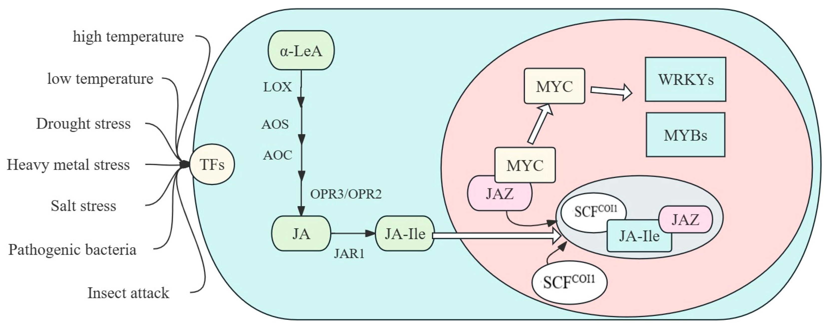 Plants 13 01557 g001