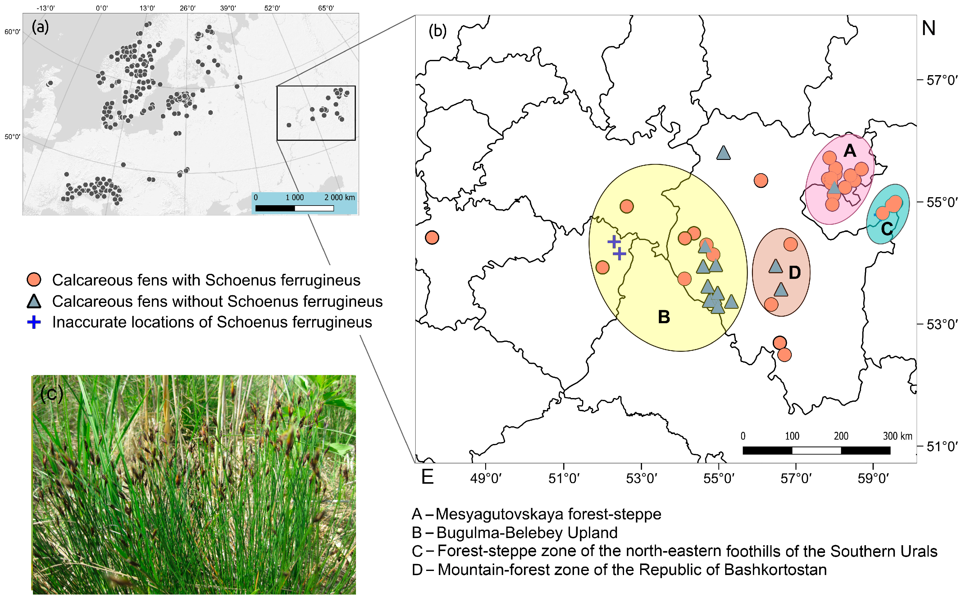 Plants 13 01563 g003