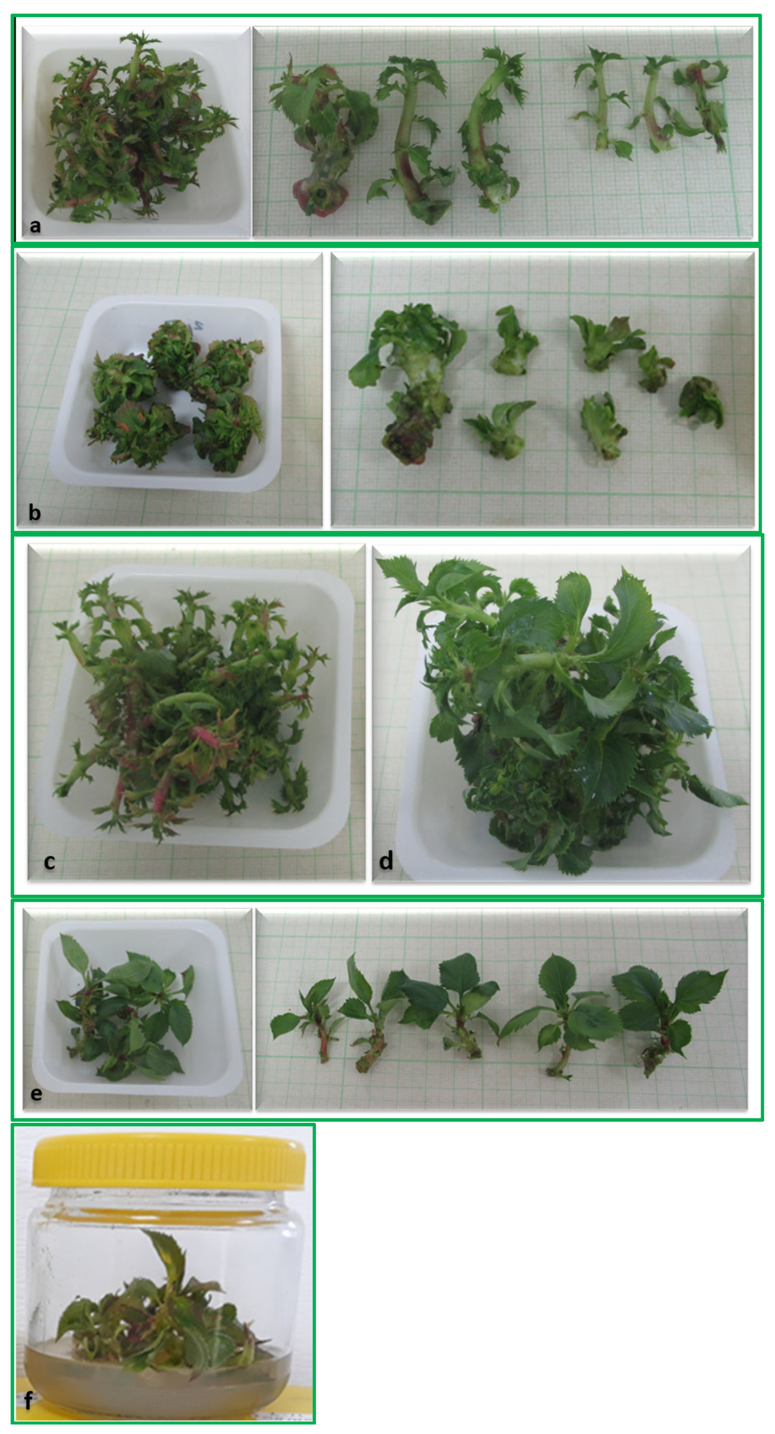 Plants 13 01568 g001 Plants 13 01568 g001