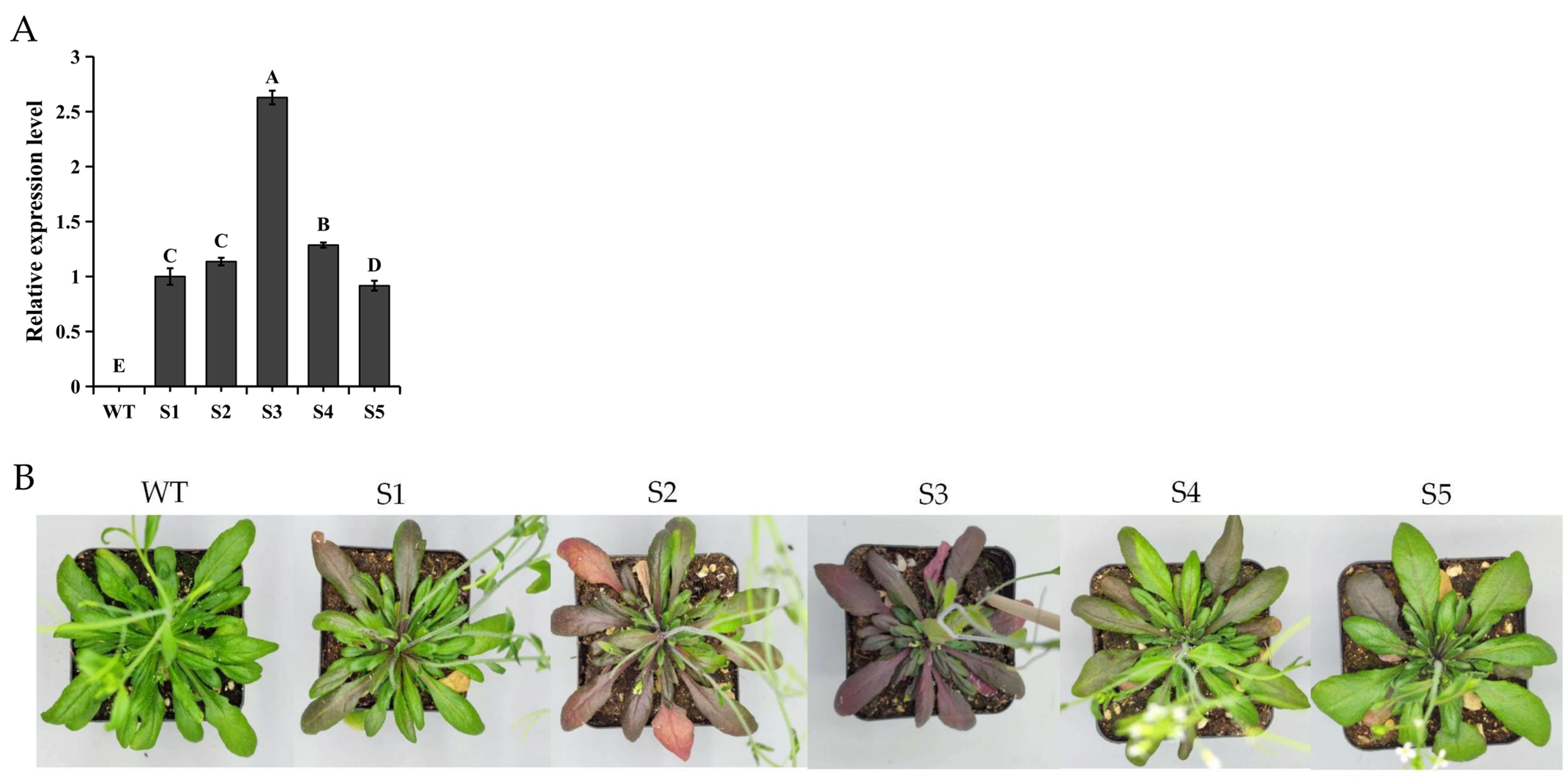 Plants 13 01570 g004