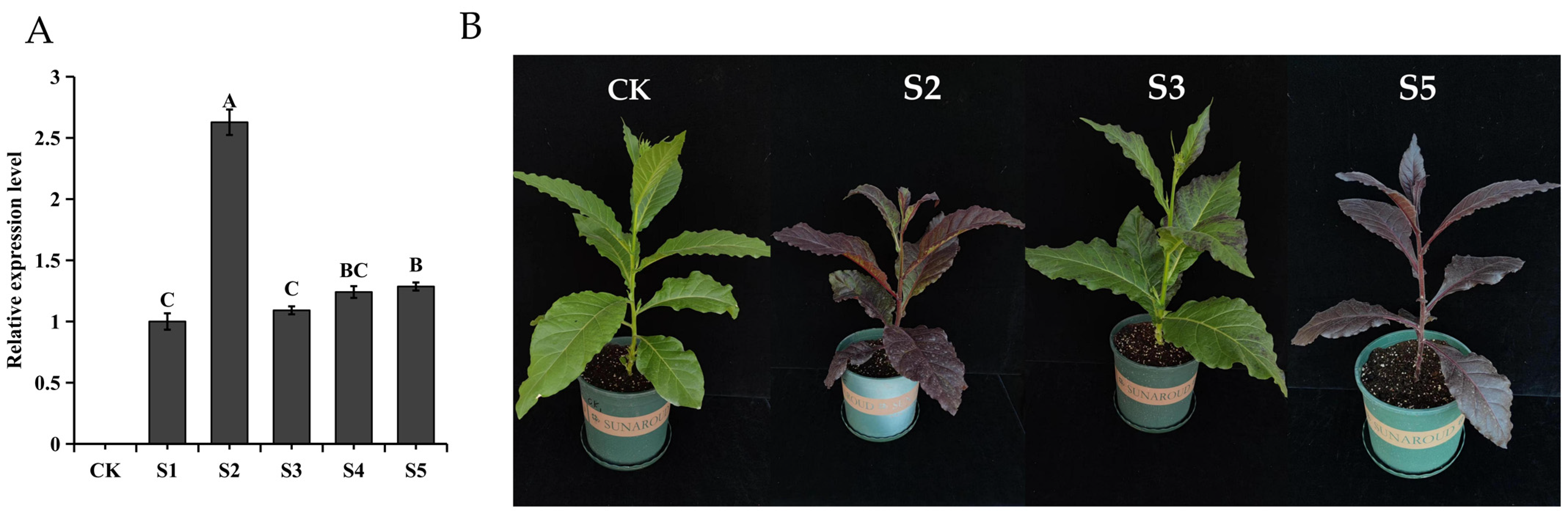 Plants 13 01570 g005