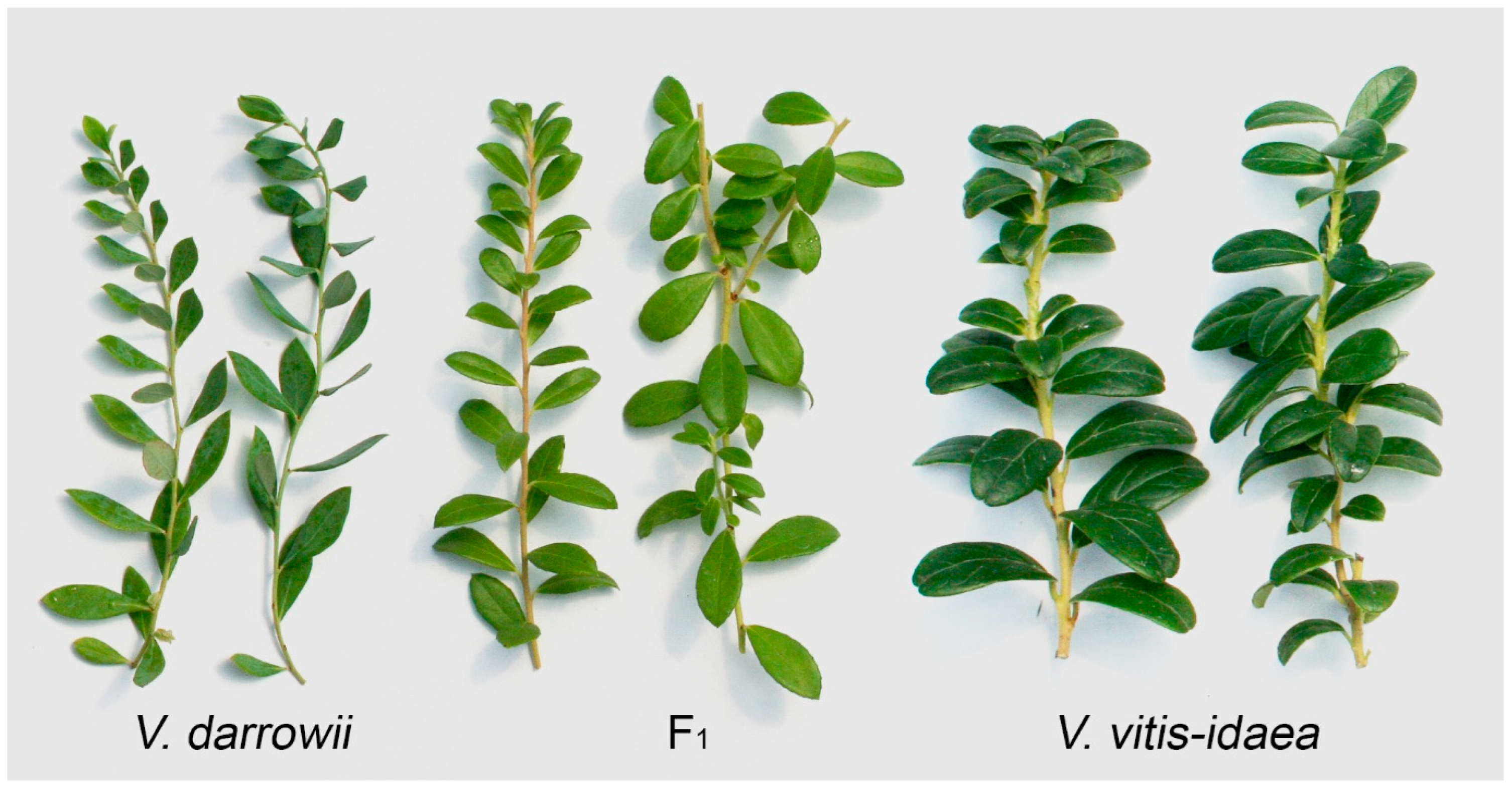 Plants 13 01572 g001