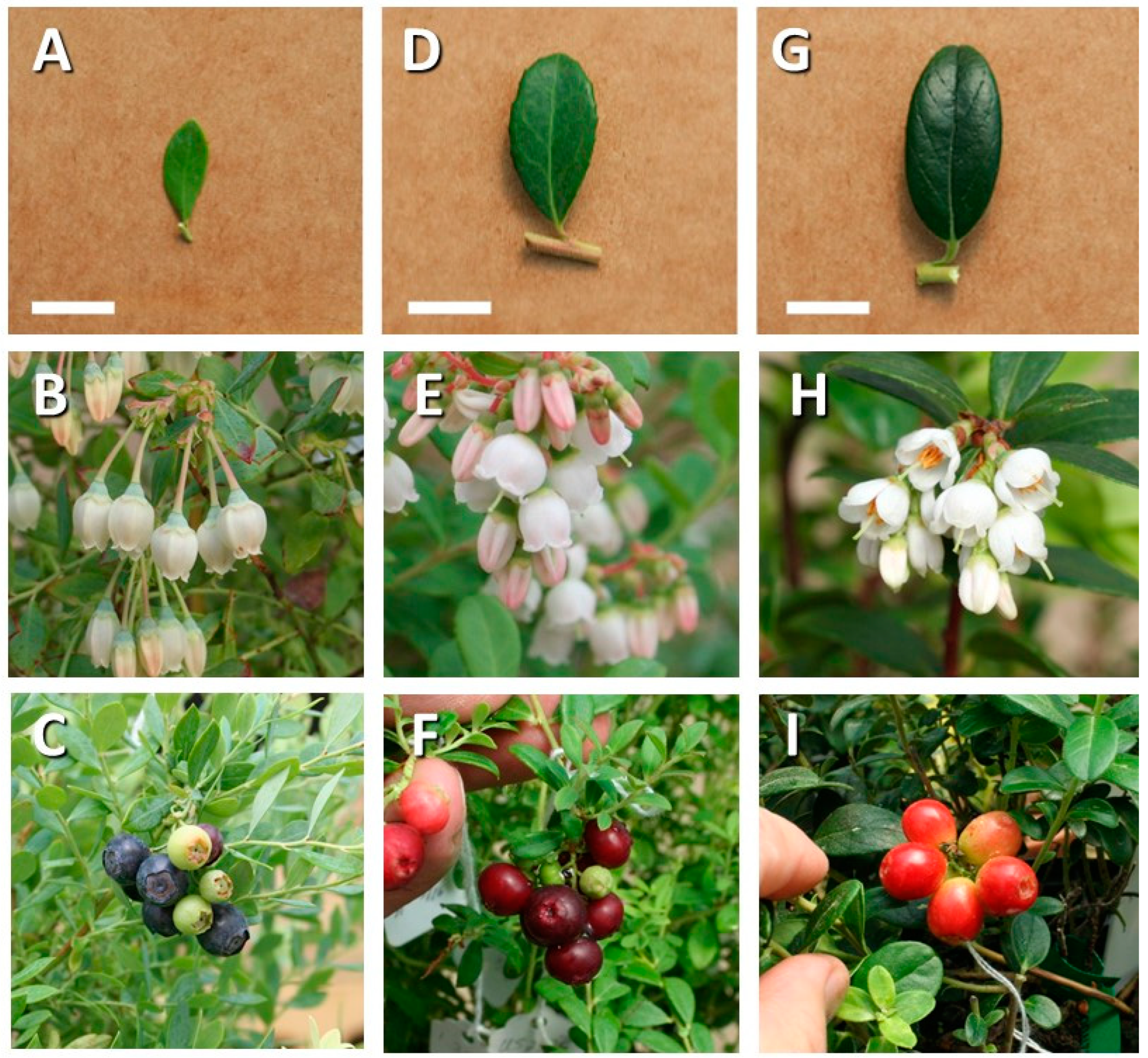 Plants 13 01572 g002