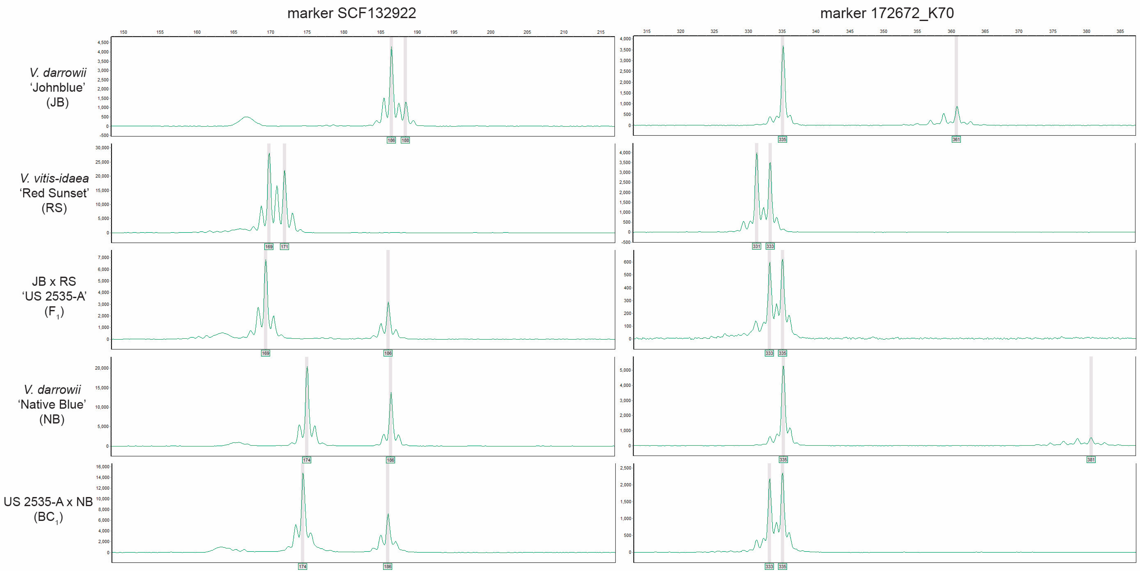 Plants 13 01572 g004