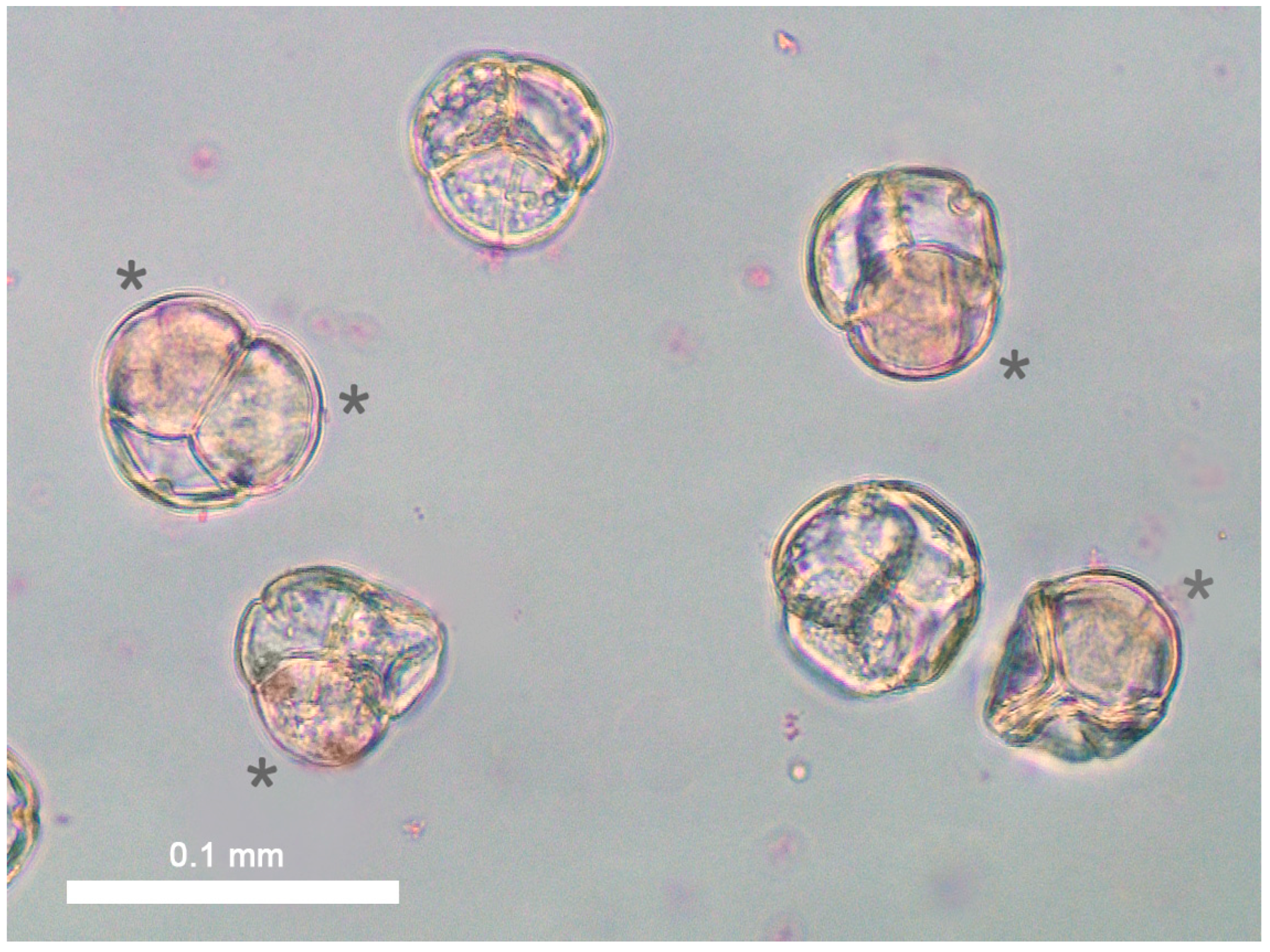 Plants 13 01572 g005