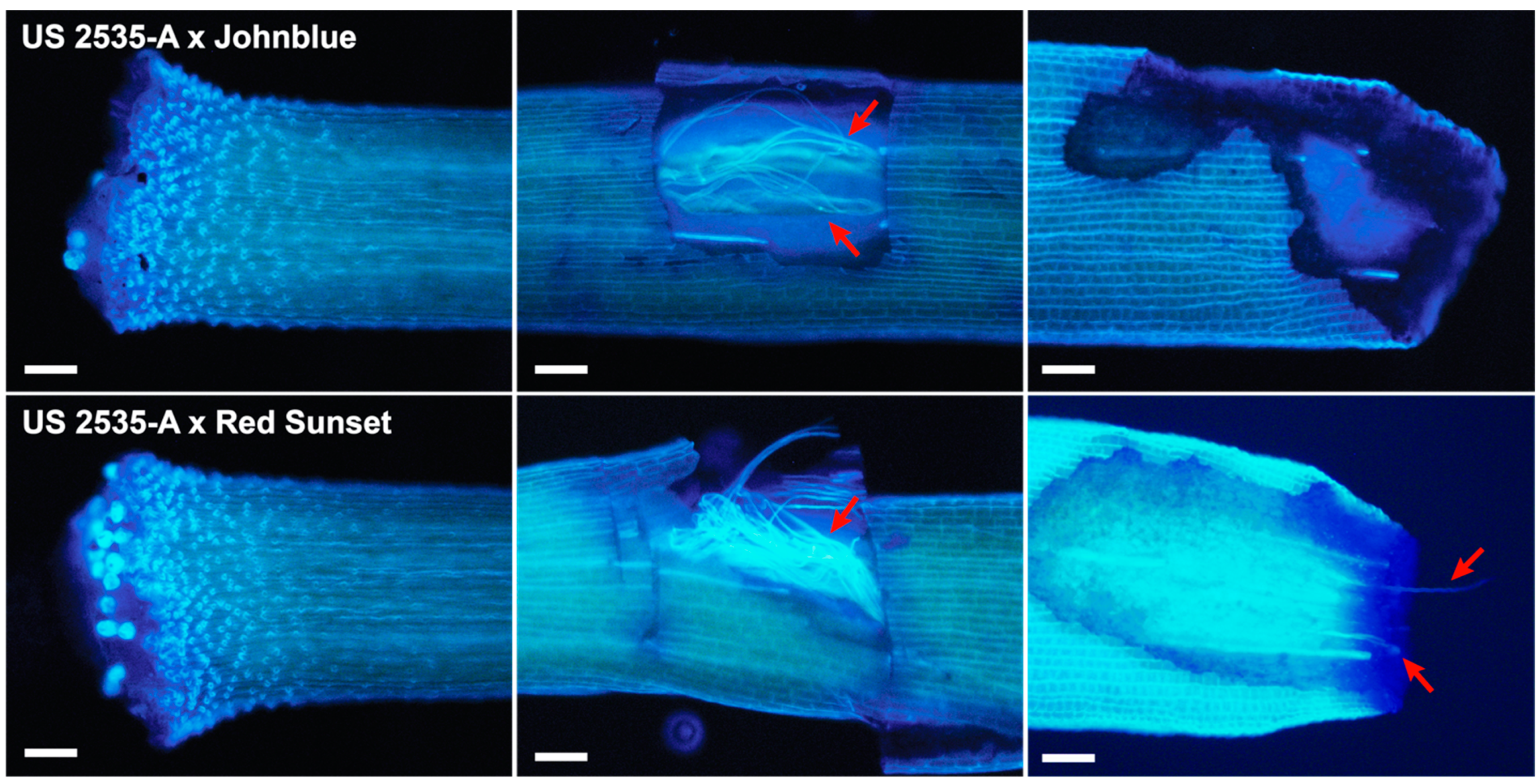 Plants 13 01572 g006