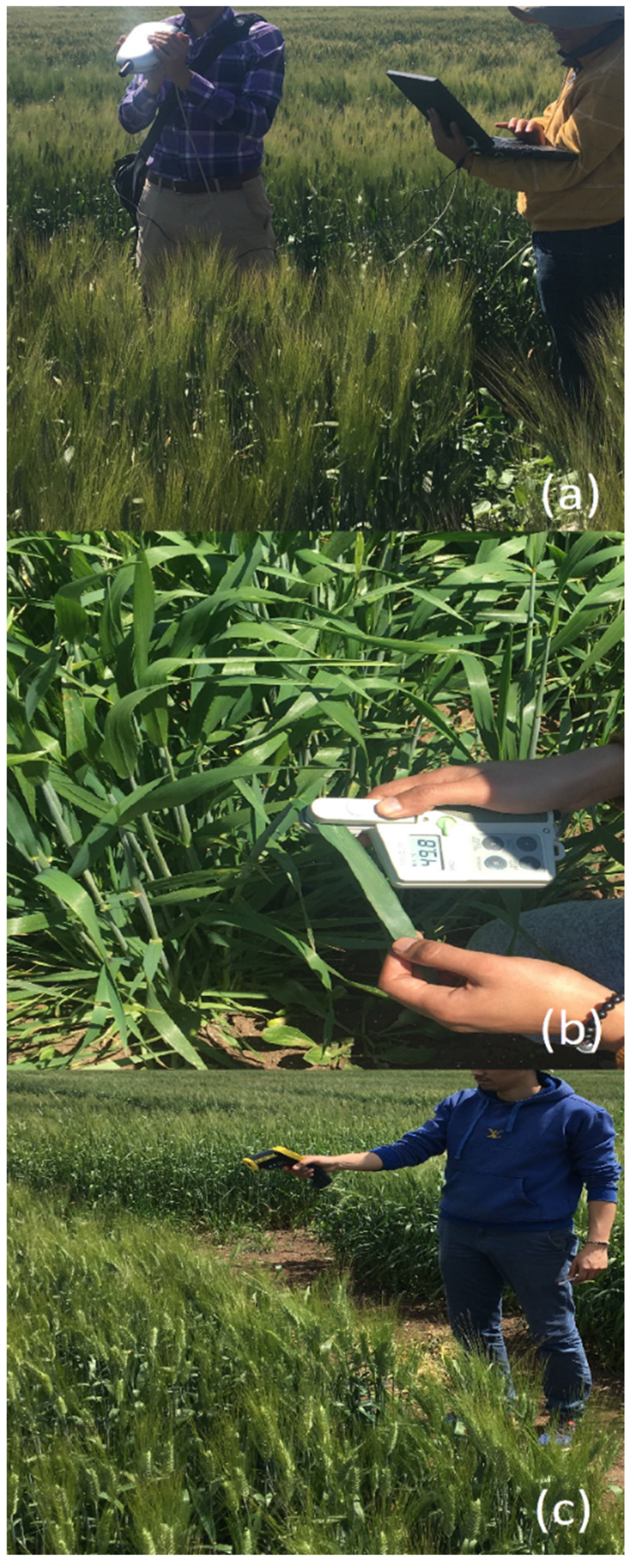 Plants 13 01574 g001