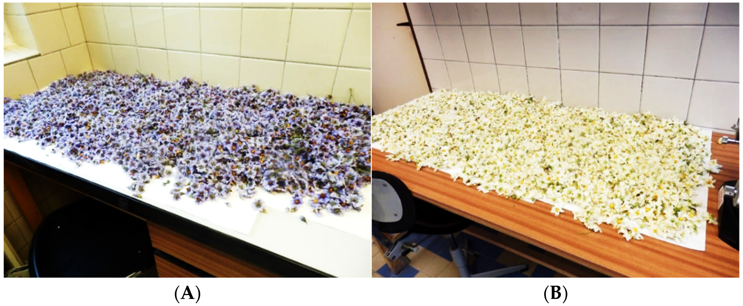 Plants 13 01578 g011