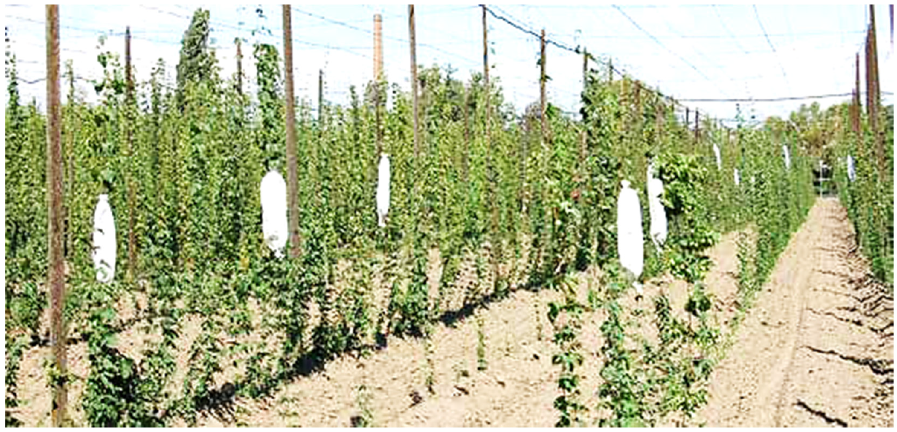 Plants 13 01578 g014