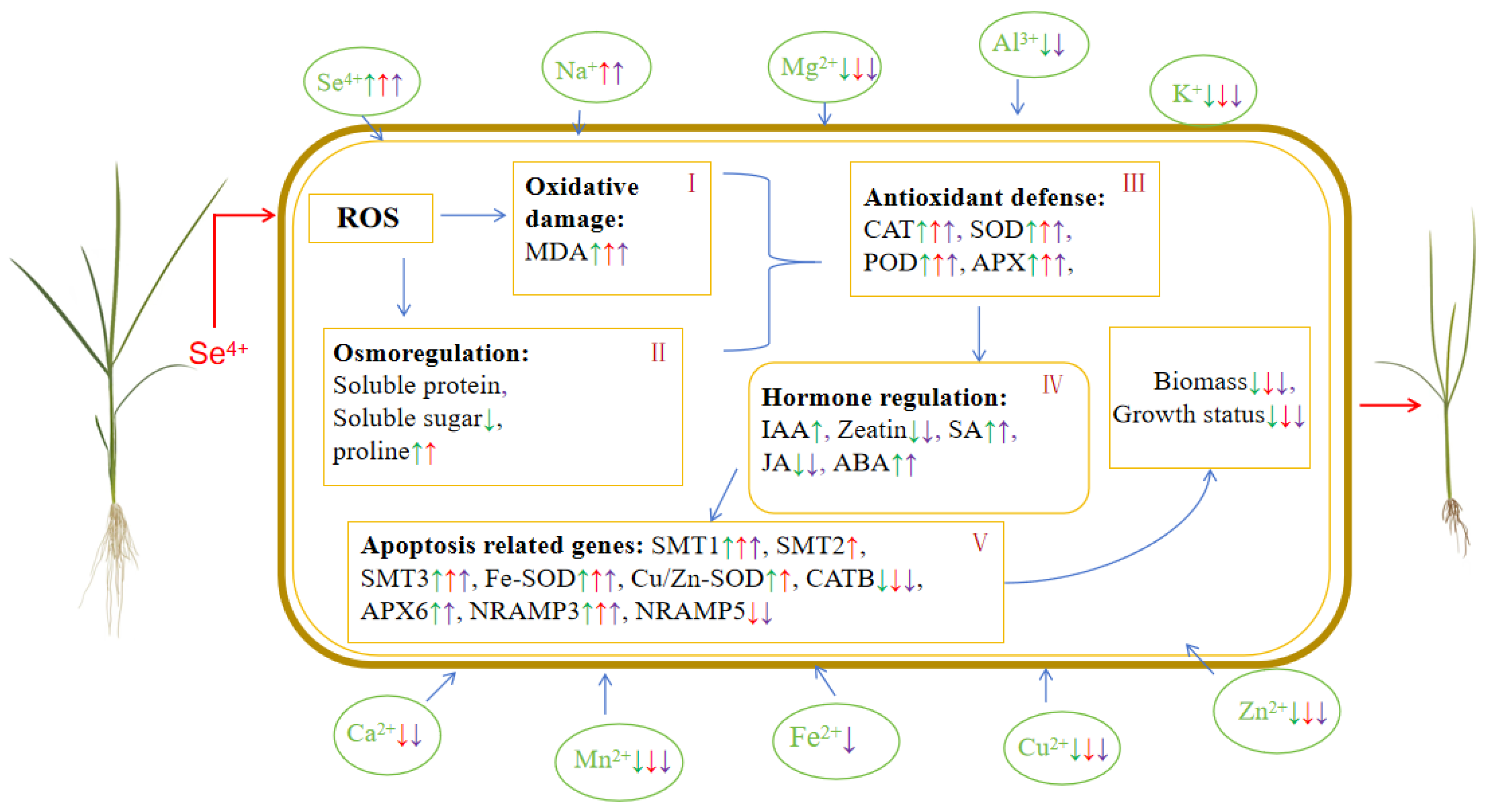 Plants 13 01580 g009